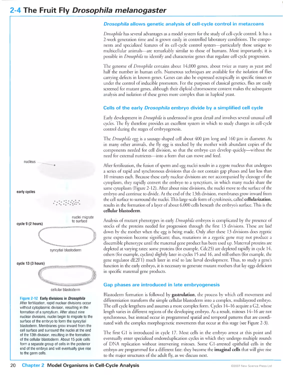 2-4 The Fruit Fly Drosophila melanogaster