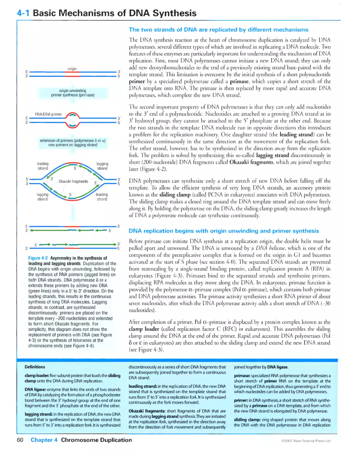 4-1 Basic Mechanisms of DNA Synthesis