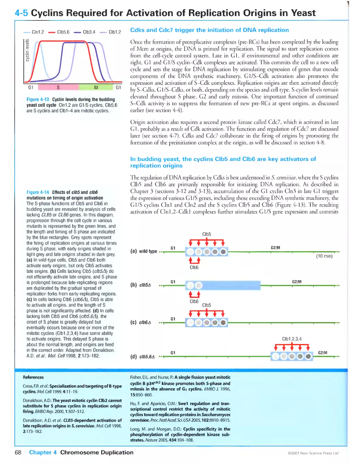 4-5 Cyclins Required for Activation of Replication Origins in Yeast