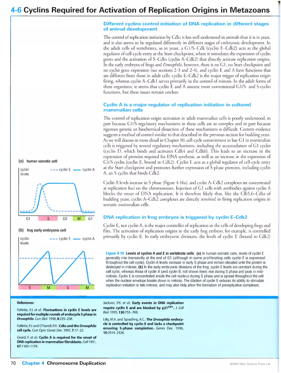 4-6 Cyclins Required for Activation of Replication Origins in Metazoans