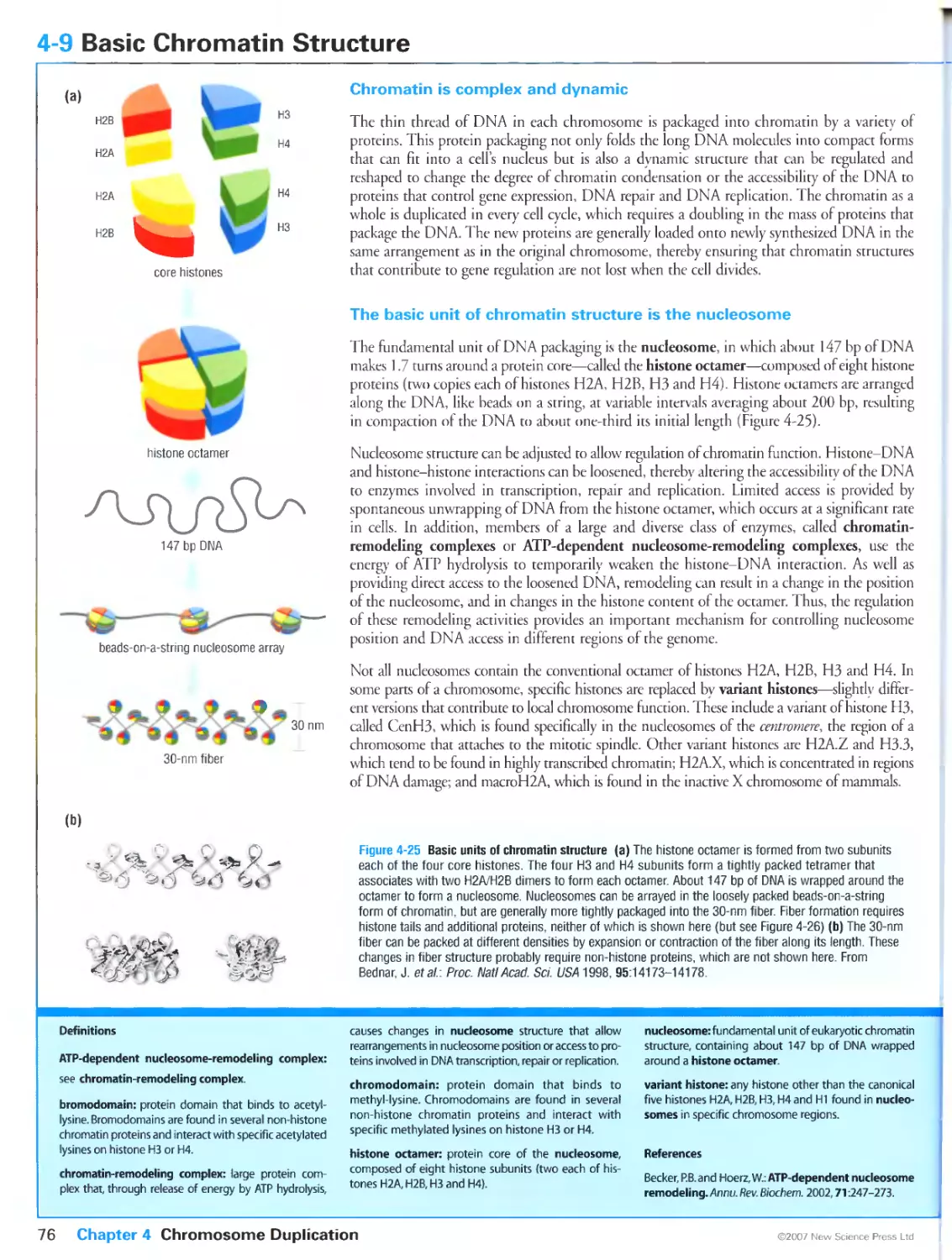 4-9 Basic Chromatin Structure