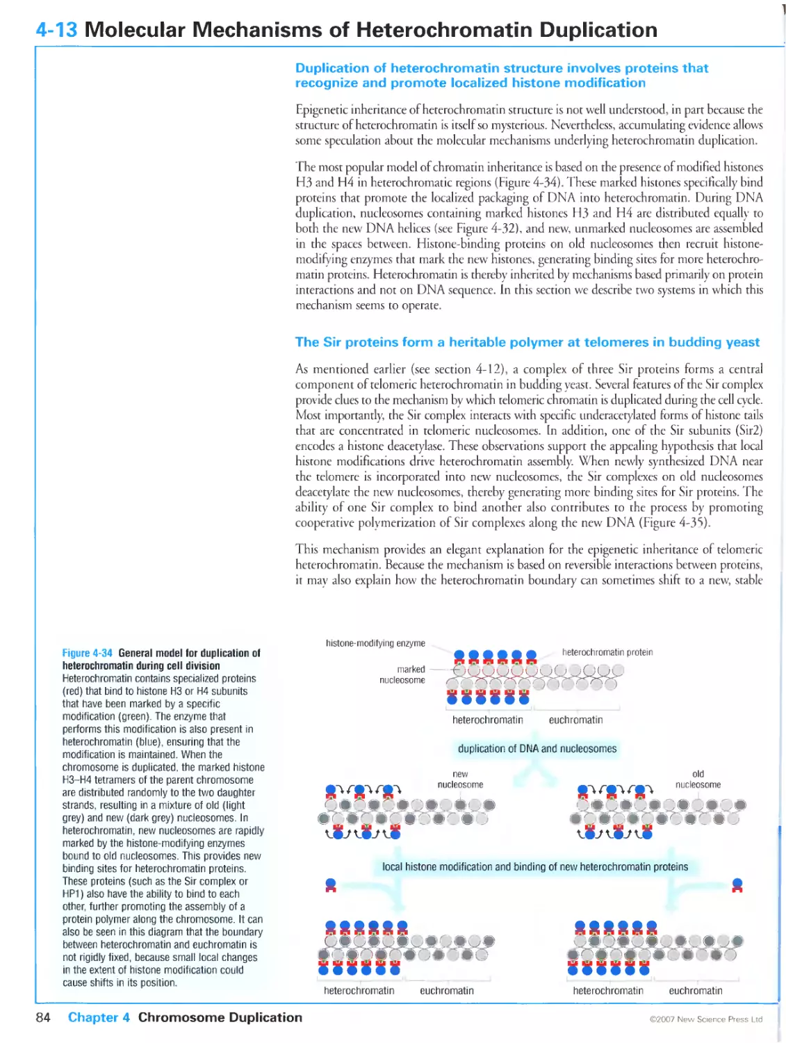 4-13 Molecular Mechanisms of Heterochromatin Duplication