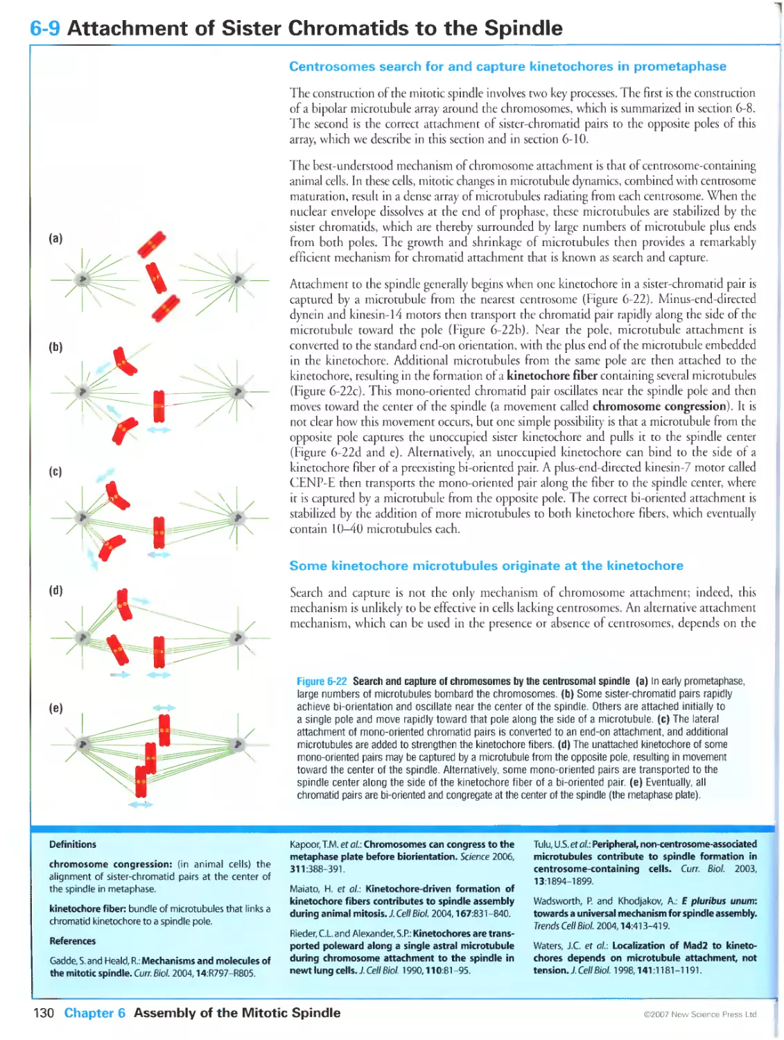 6-9 Attachment of Sister Chromatids to the Spindle