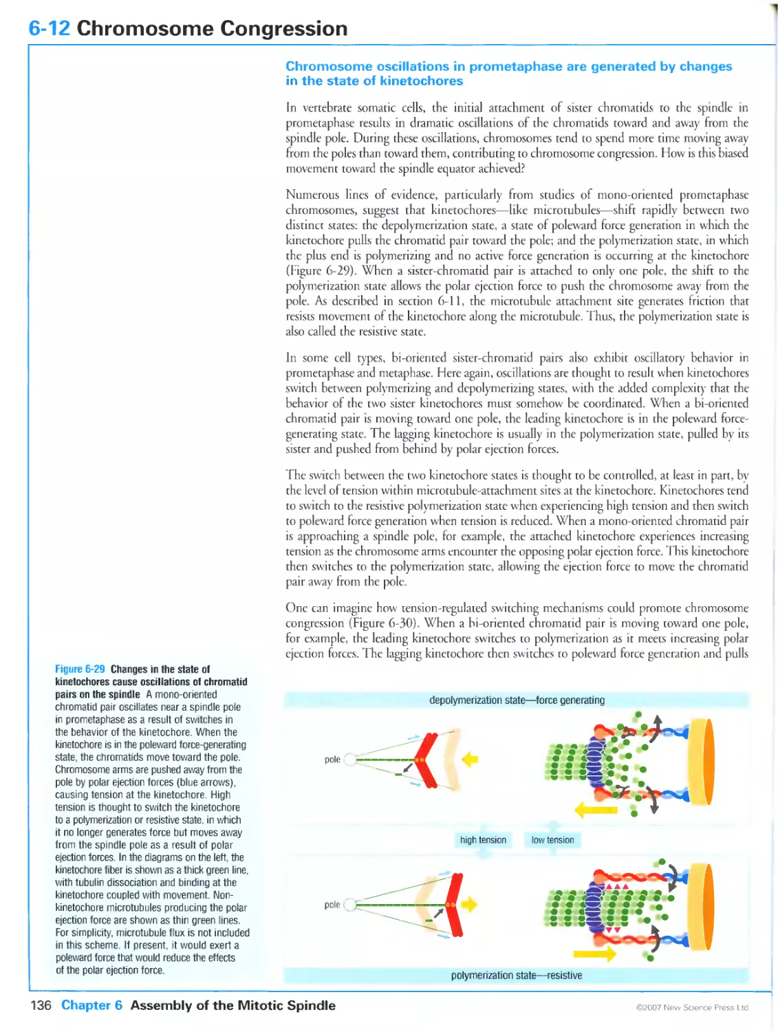 6-12 Chromosome Congression