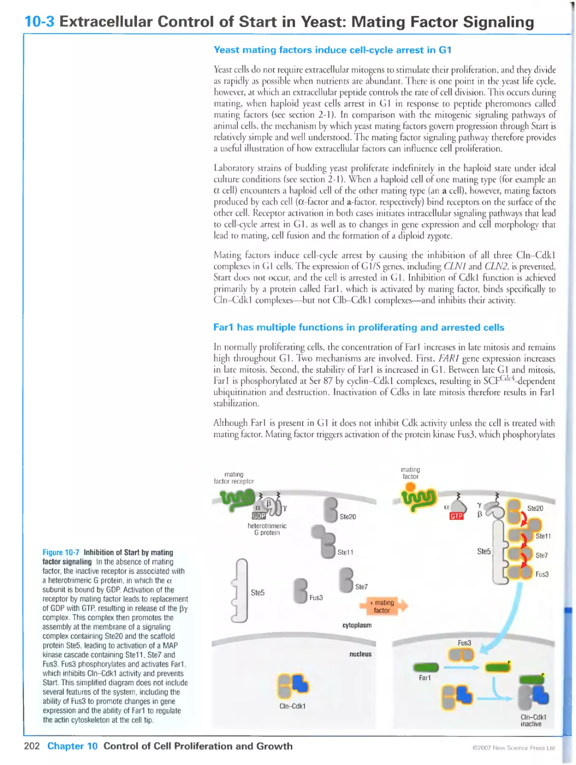 10-3 Extracellular Control of Start in Yeast: Mating Factor Signaling