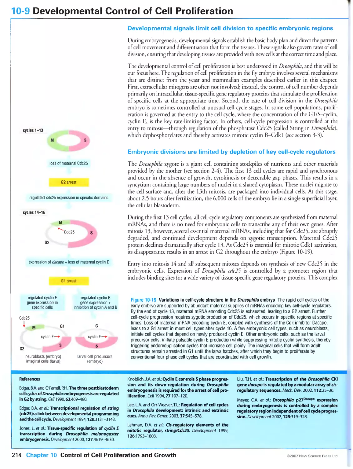 10-9 Developmental Control of Cell Proliferation