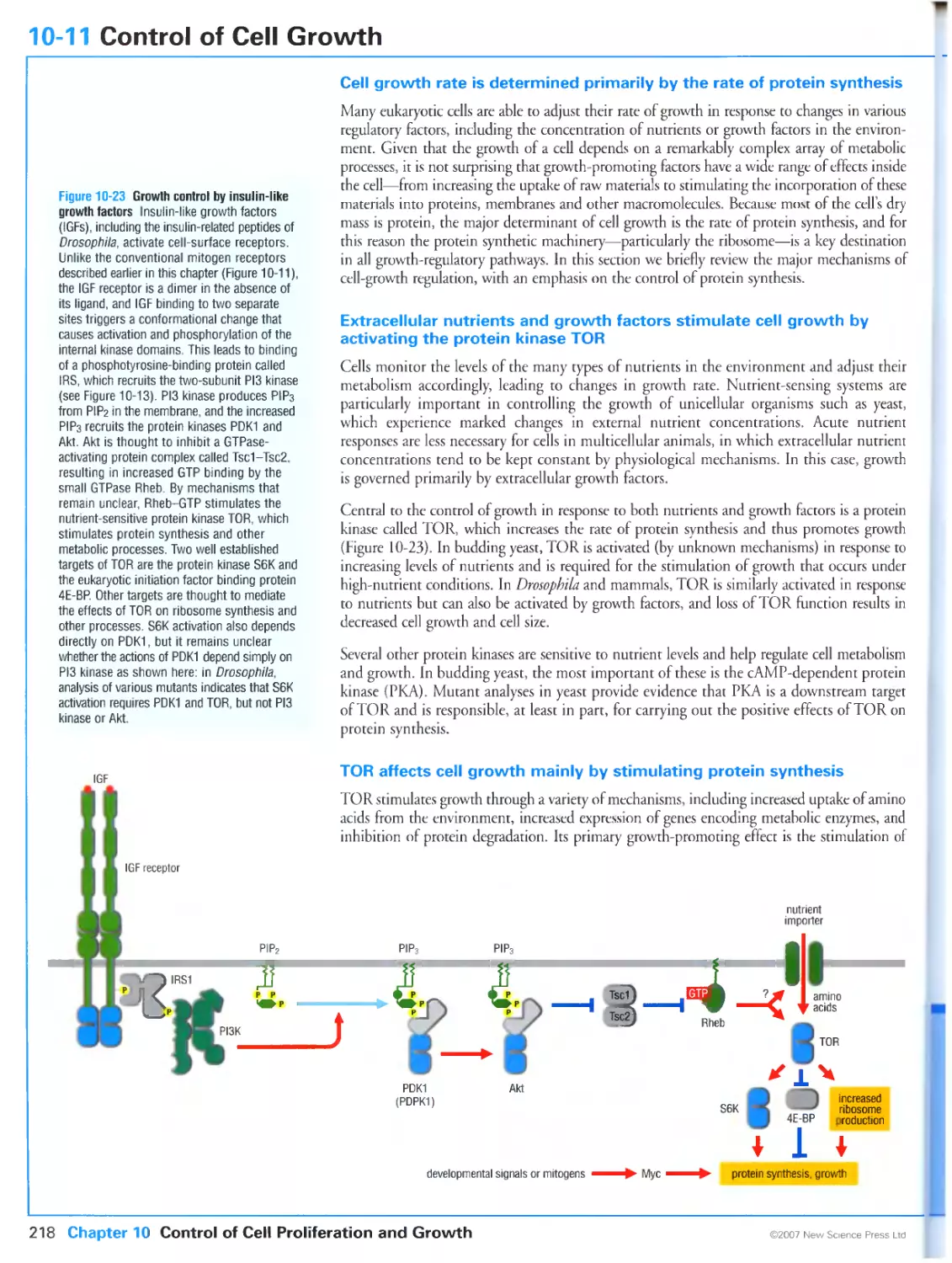 10-11 Control of Cell Growth