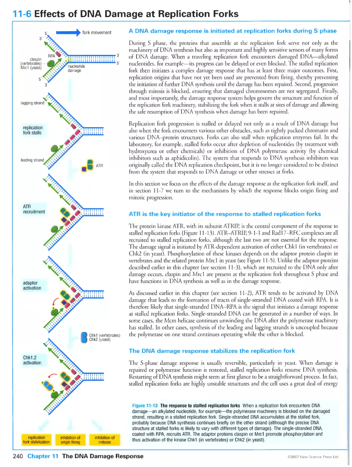 11-6 Effects of DNA Damage at Replication Forks