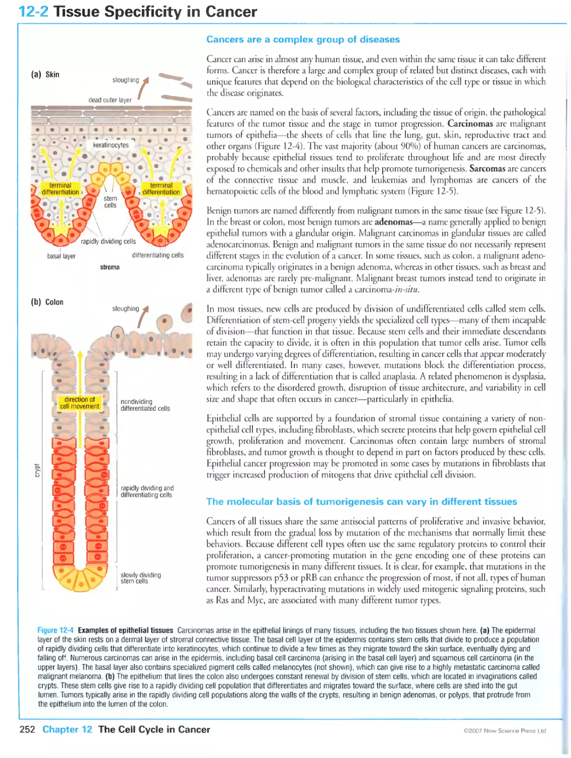 12-2 Tissue Specificity in Cancer