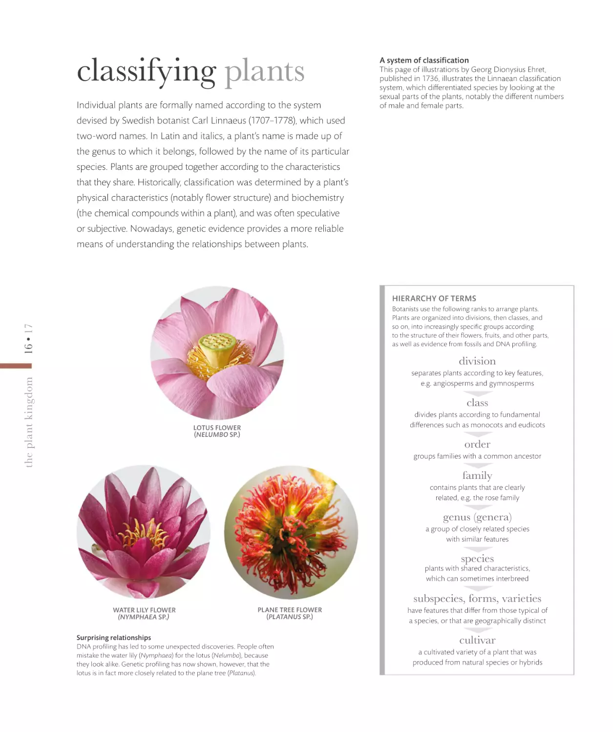 classifying plants