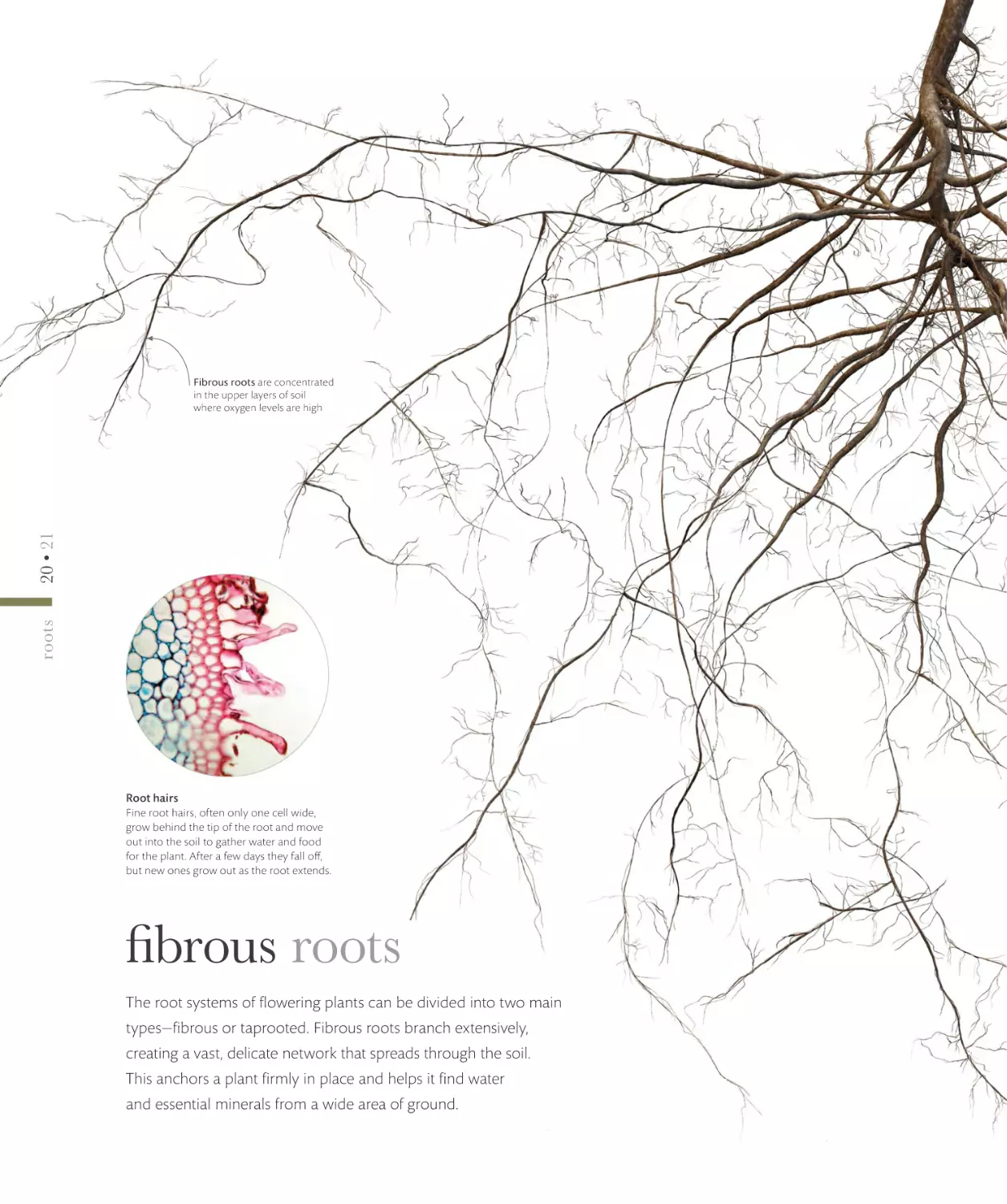 fibrous roots