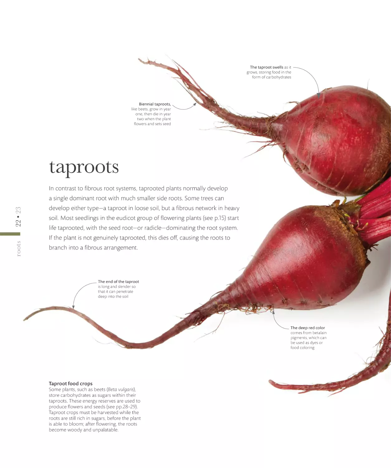 taproots