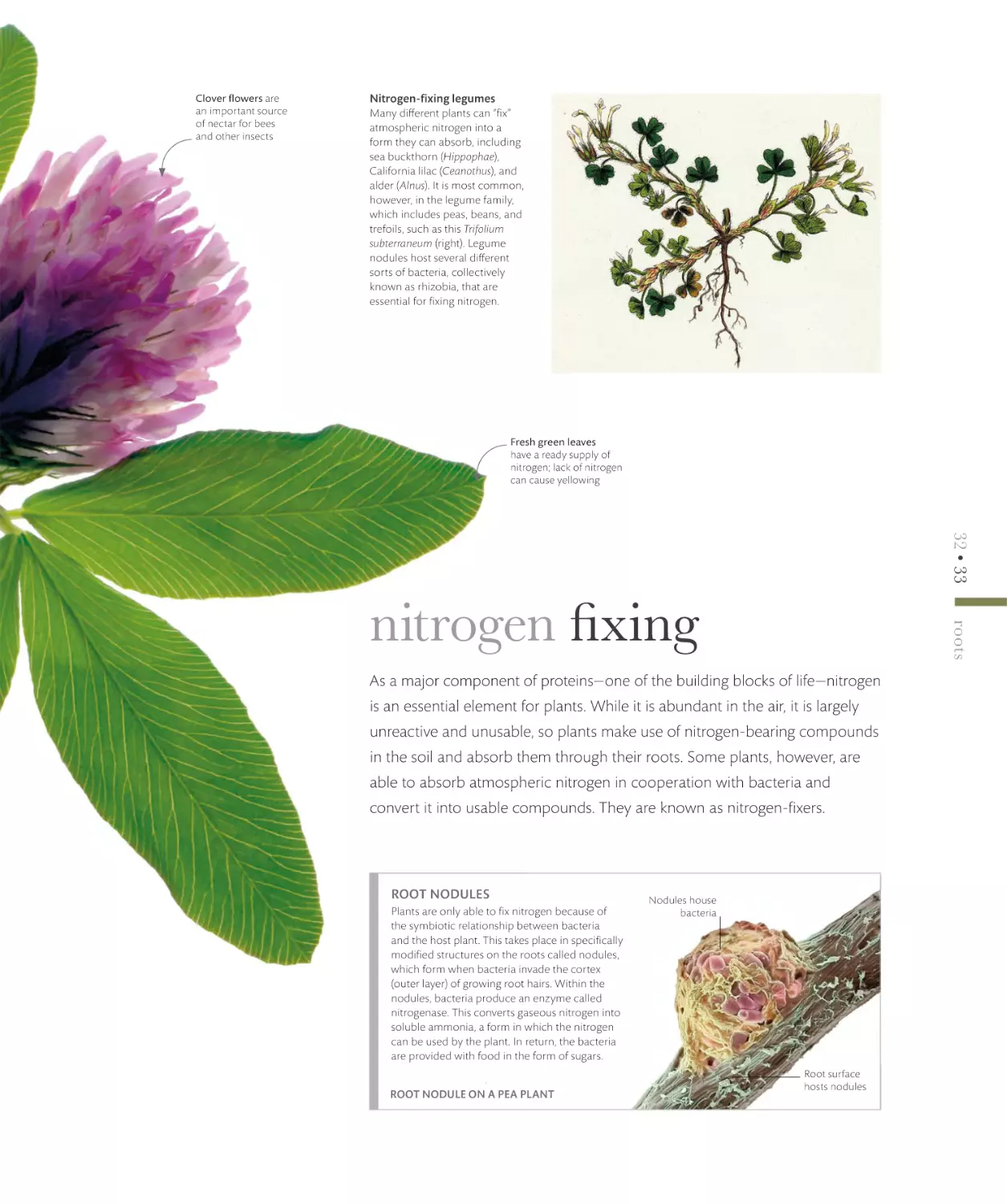 nitrogen fixing