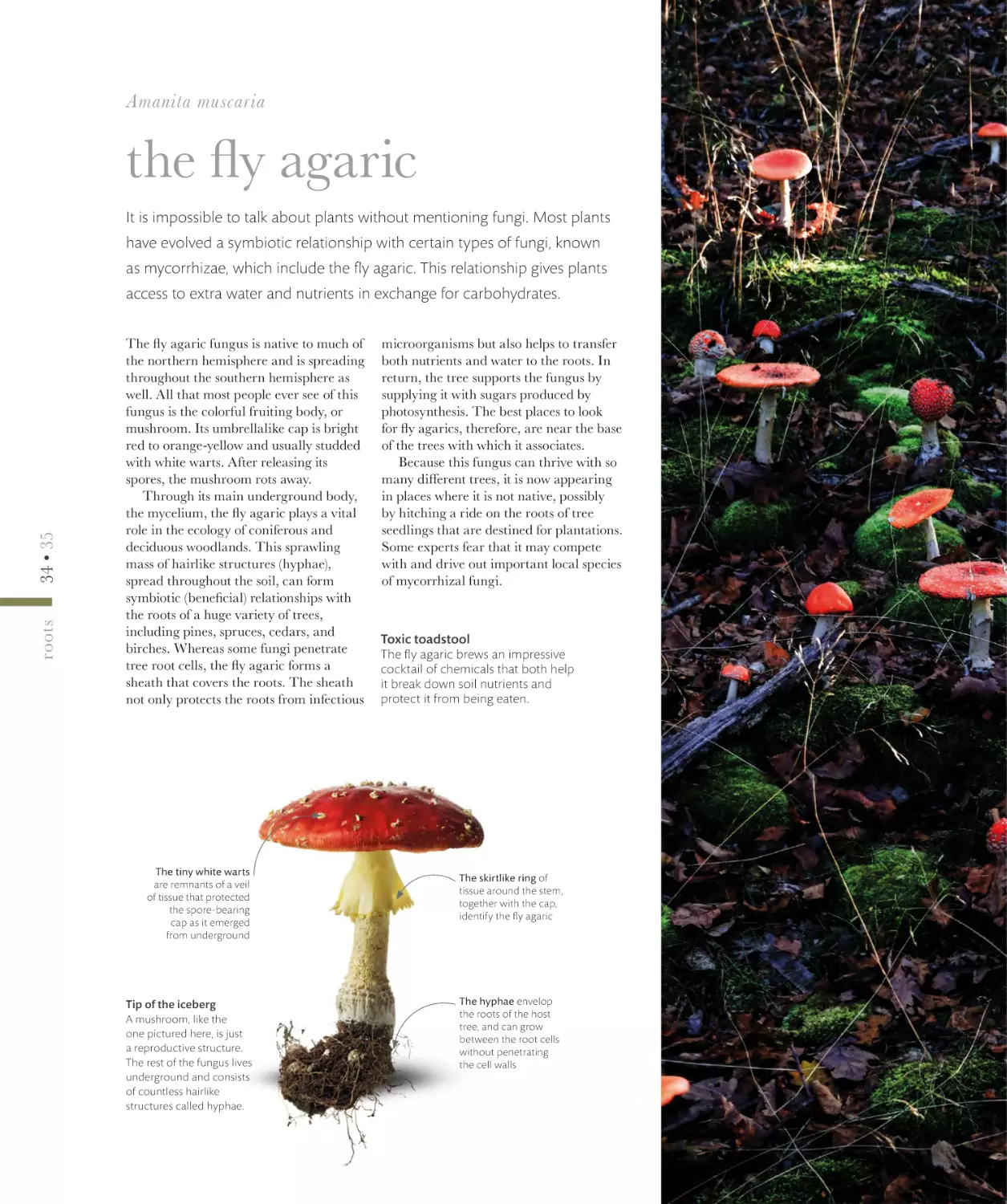 the fly agaric