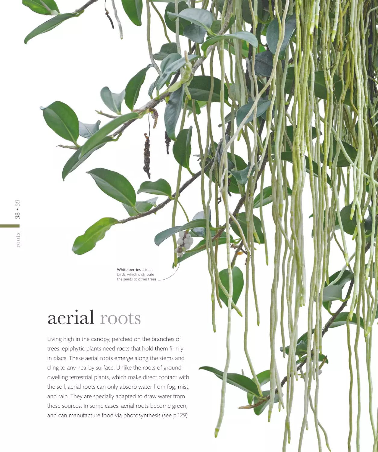 aerial roots