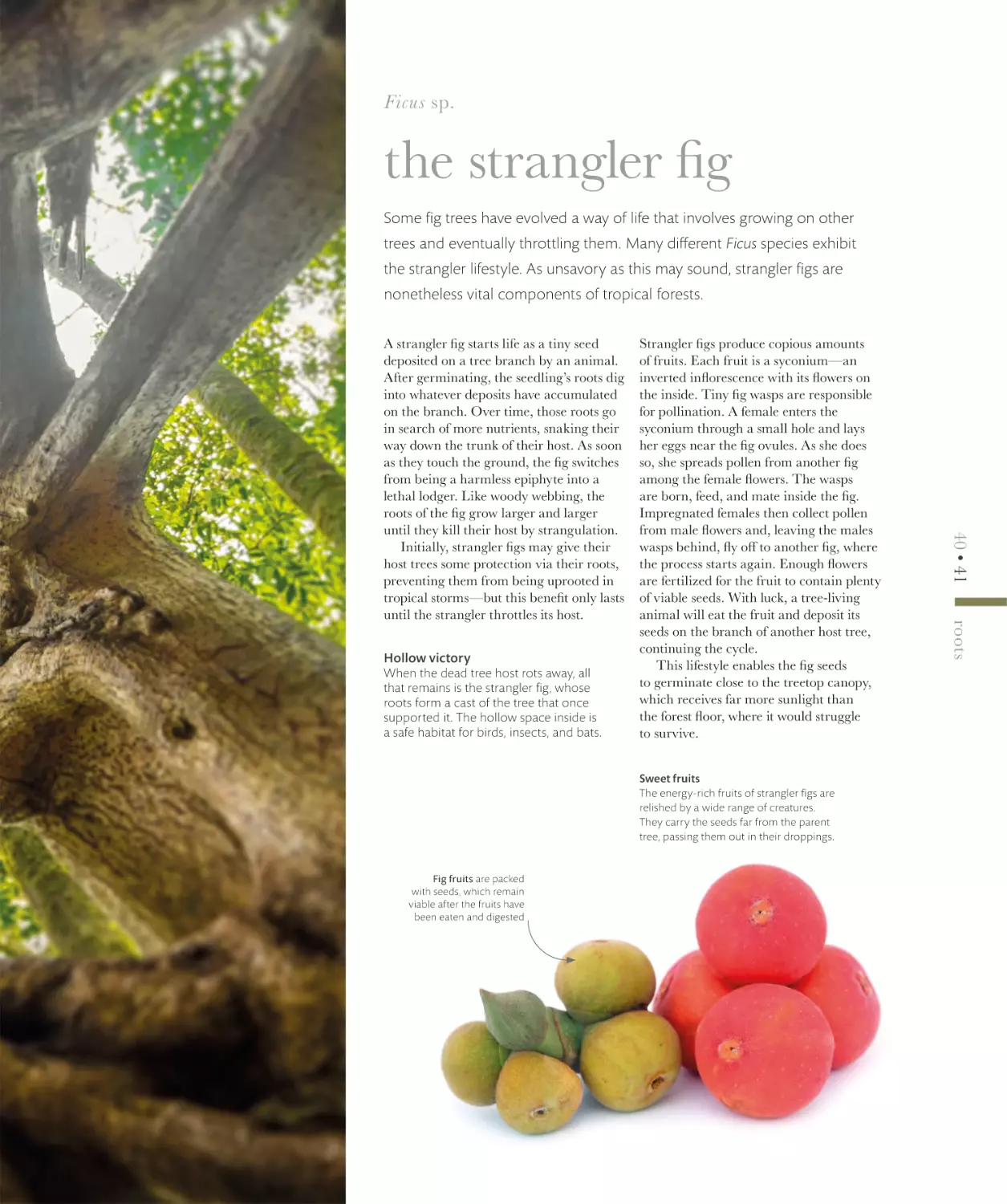 the strangler fig