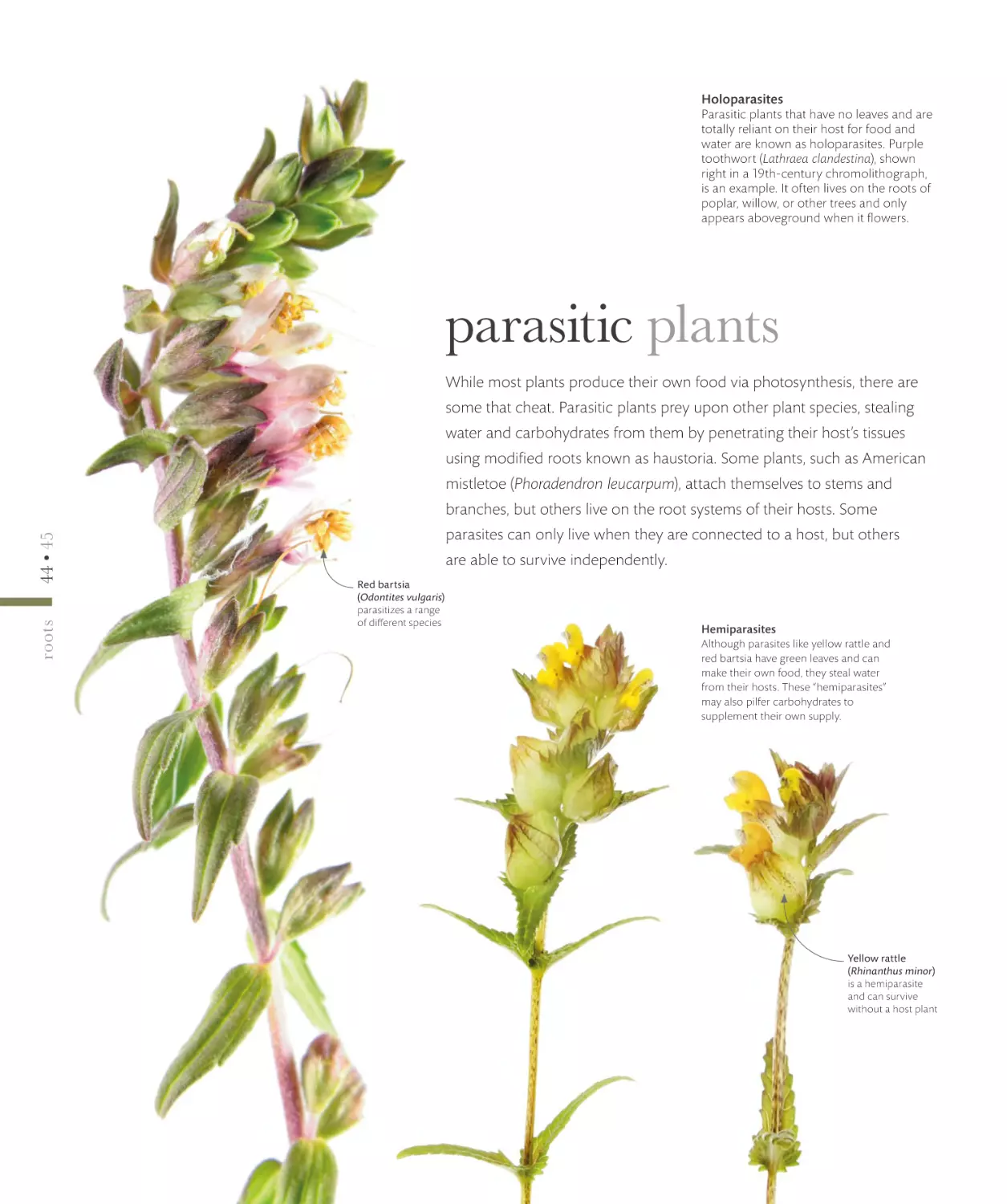 parasitic plants