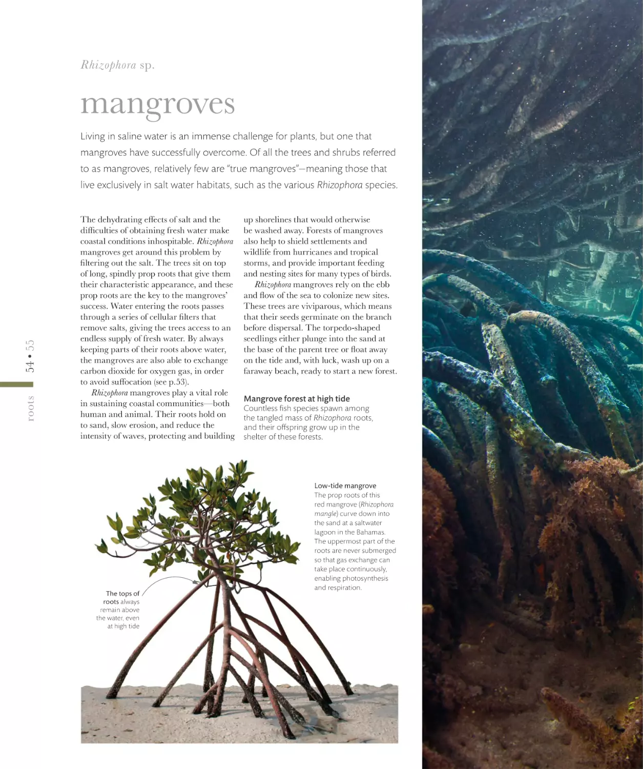 mangroves