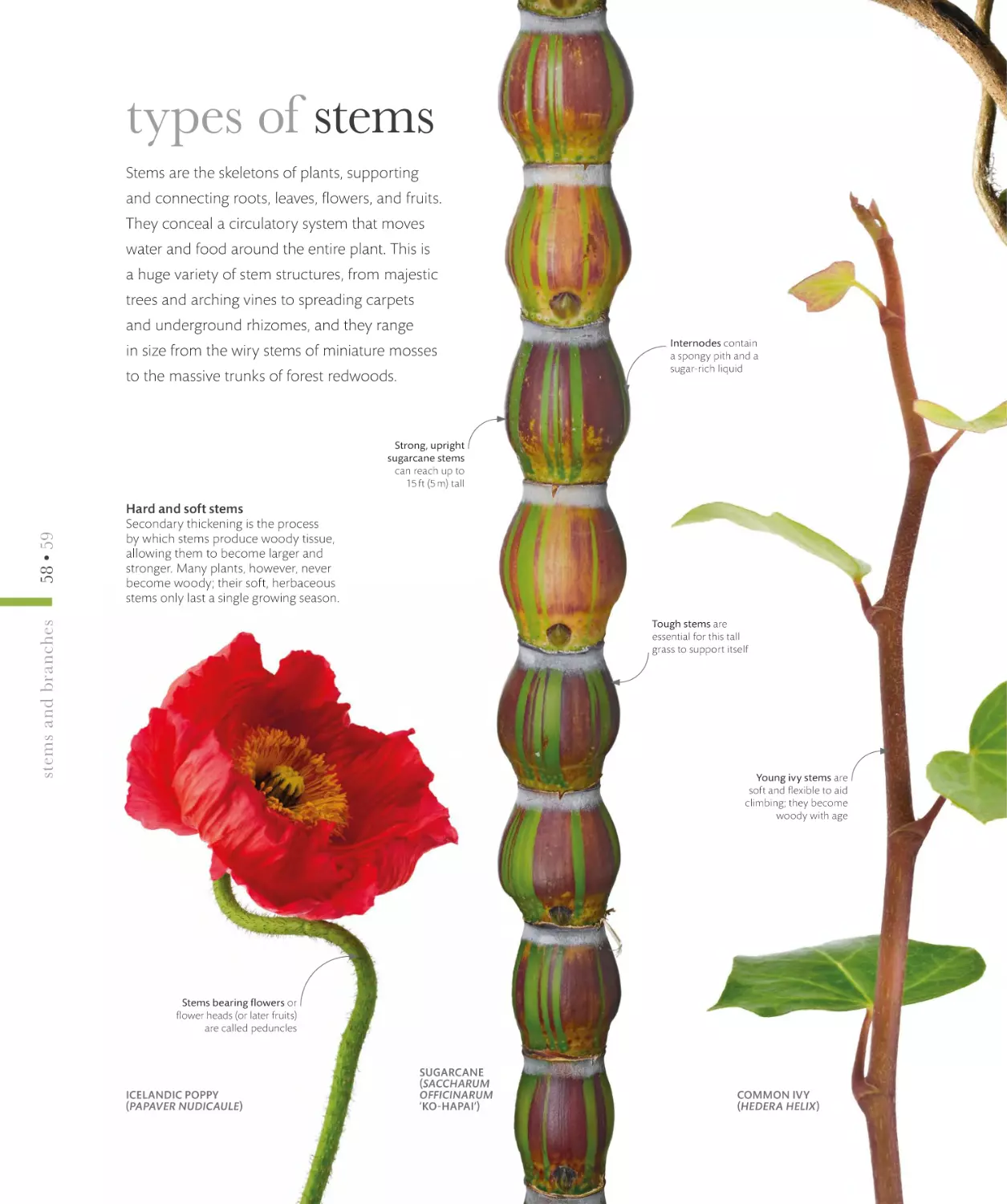 types of stems