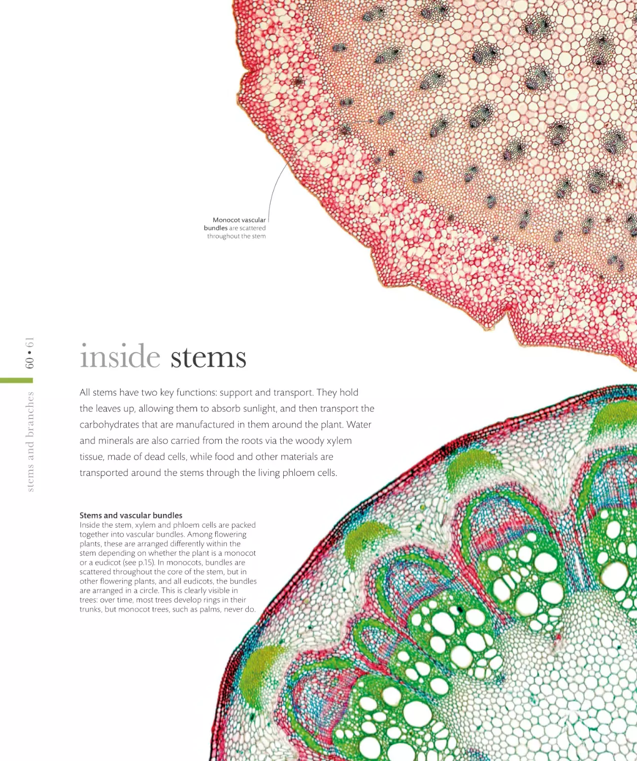 inside stems