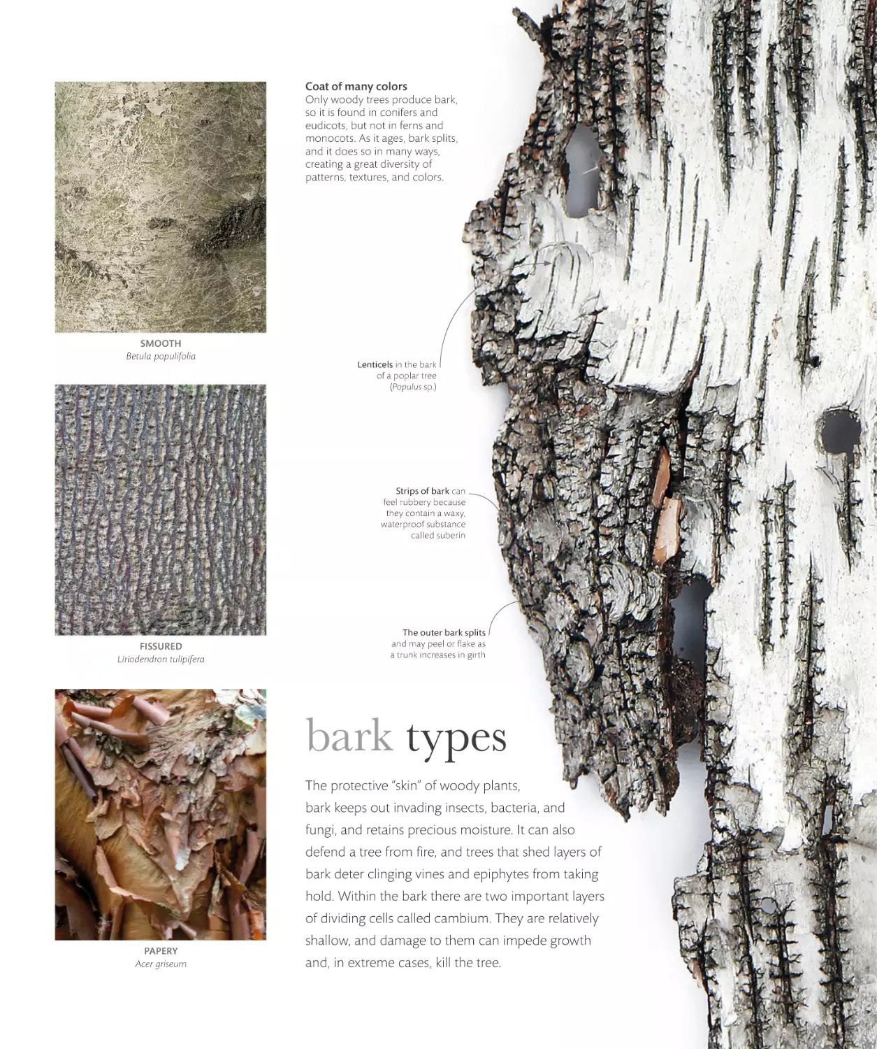 bark types