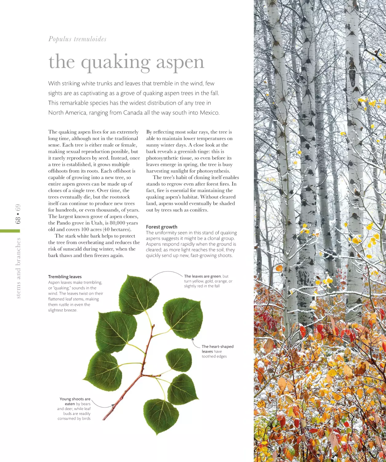 the quaking aspen