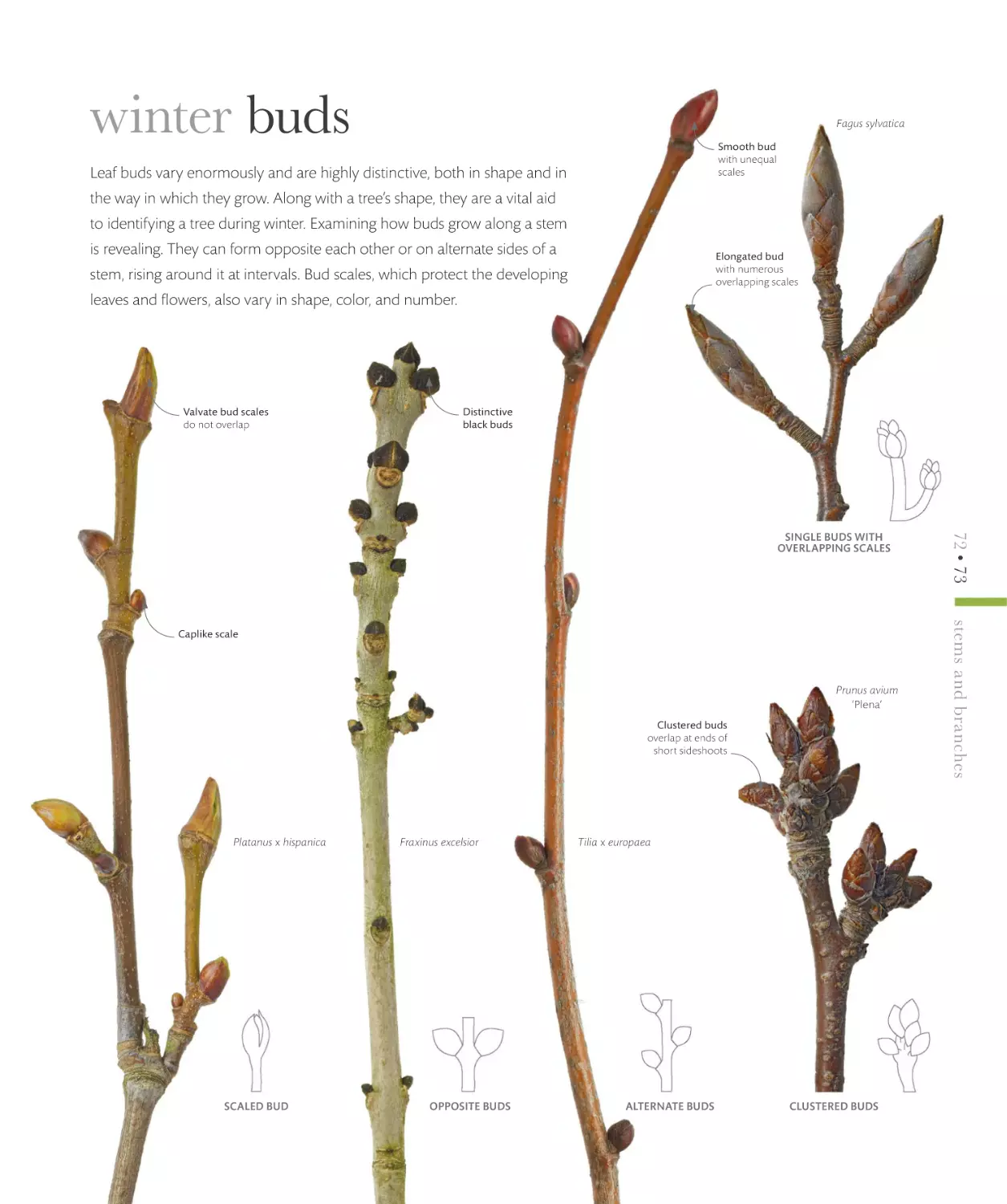 winter buds