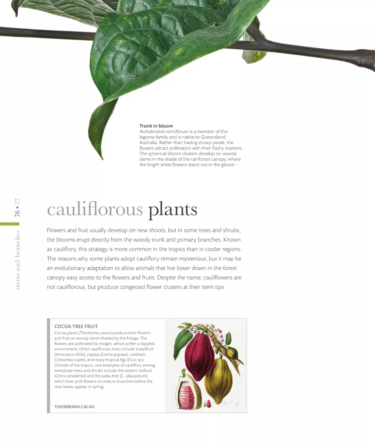 cauliflorous plants