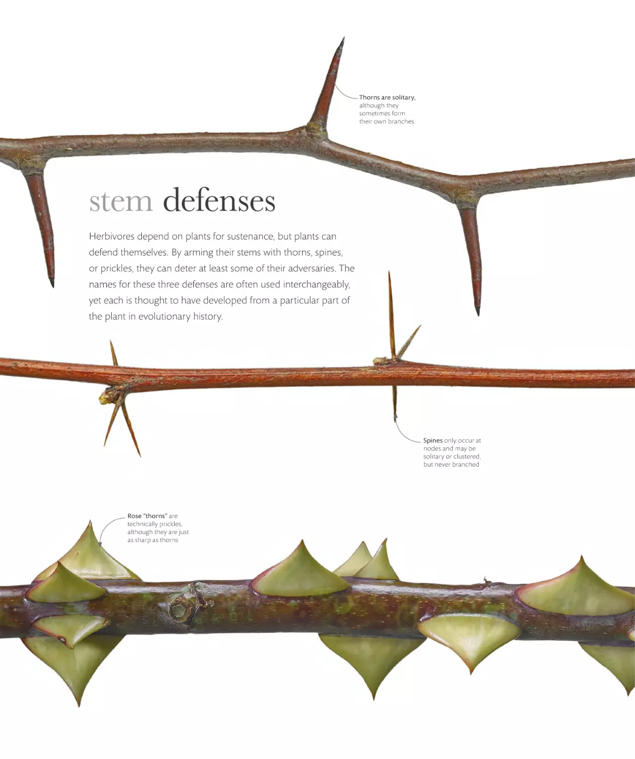 stem defenses