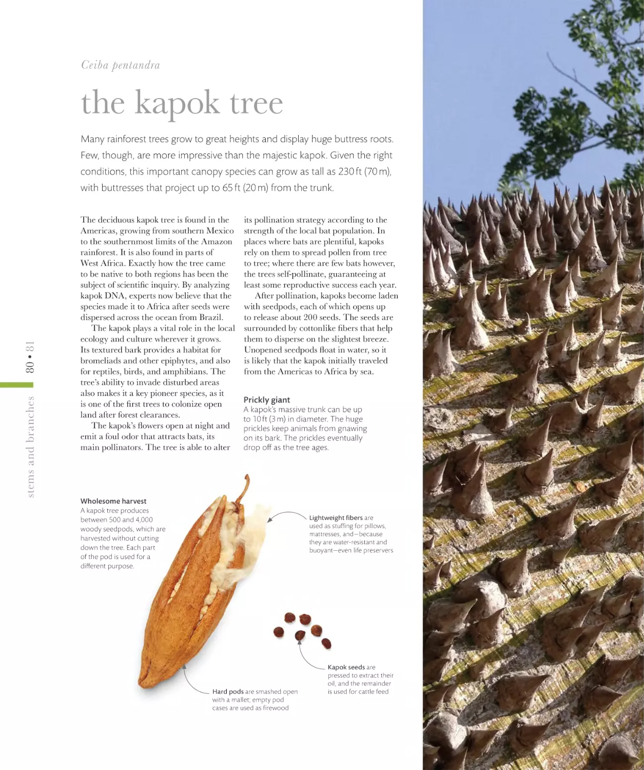 the kapok tree