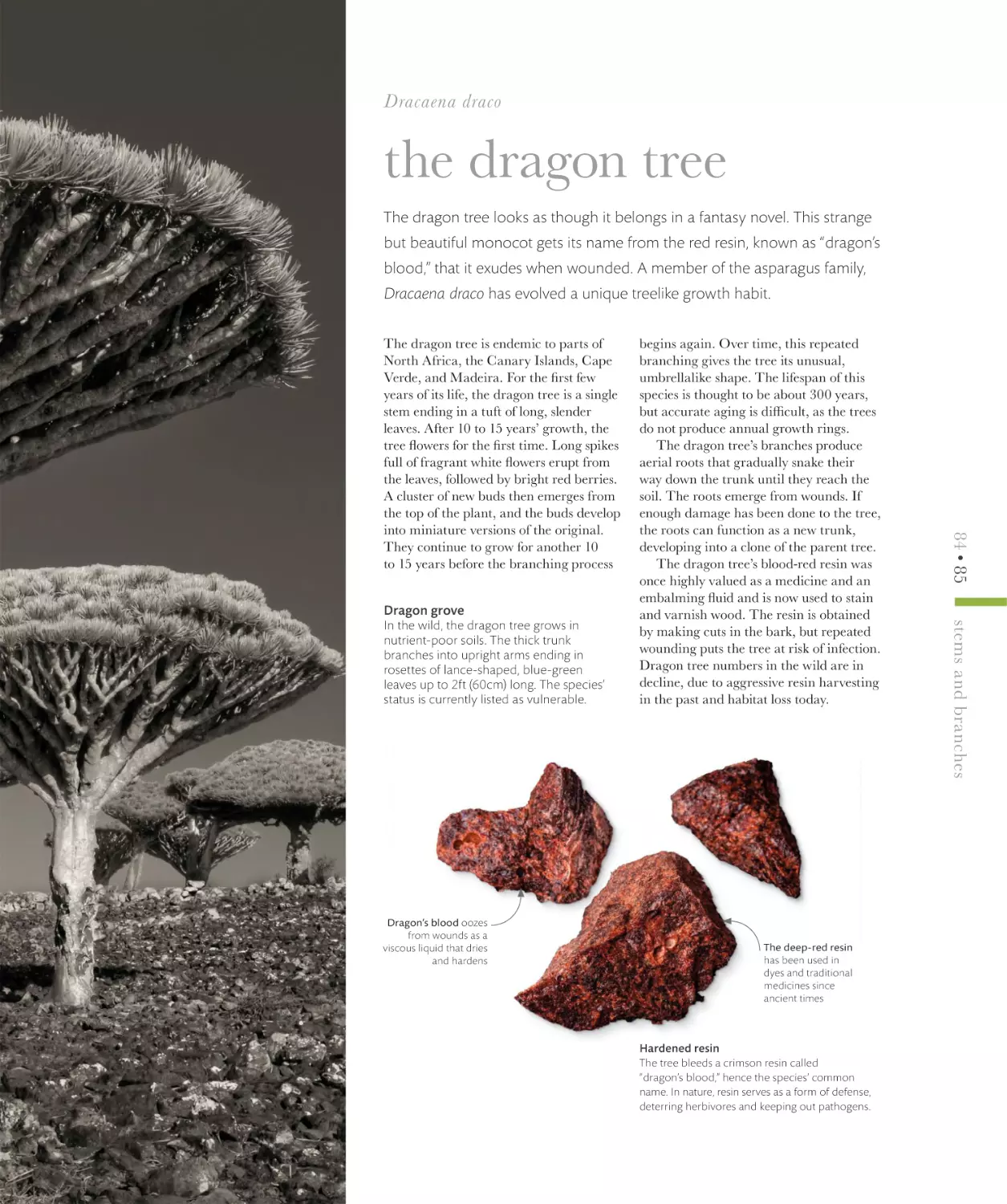 the dragon tree