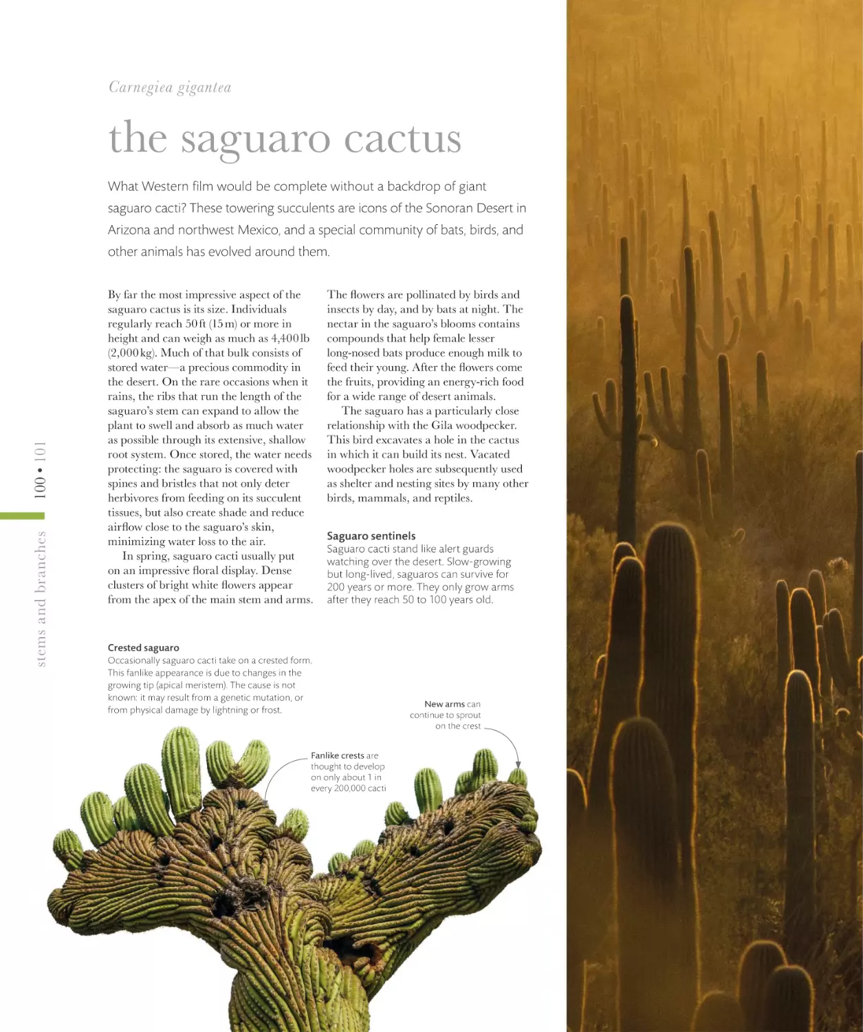 the saguaro cactus