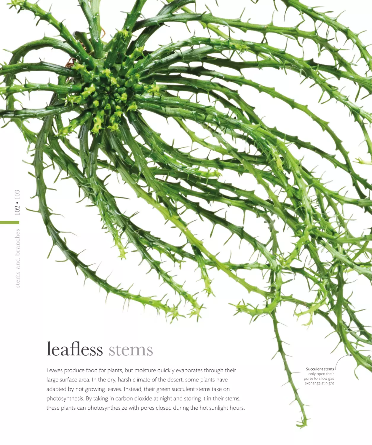 leafless stems