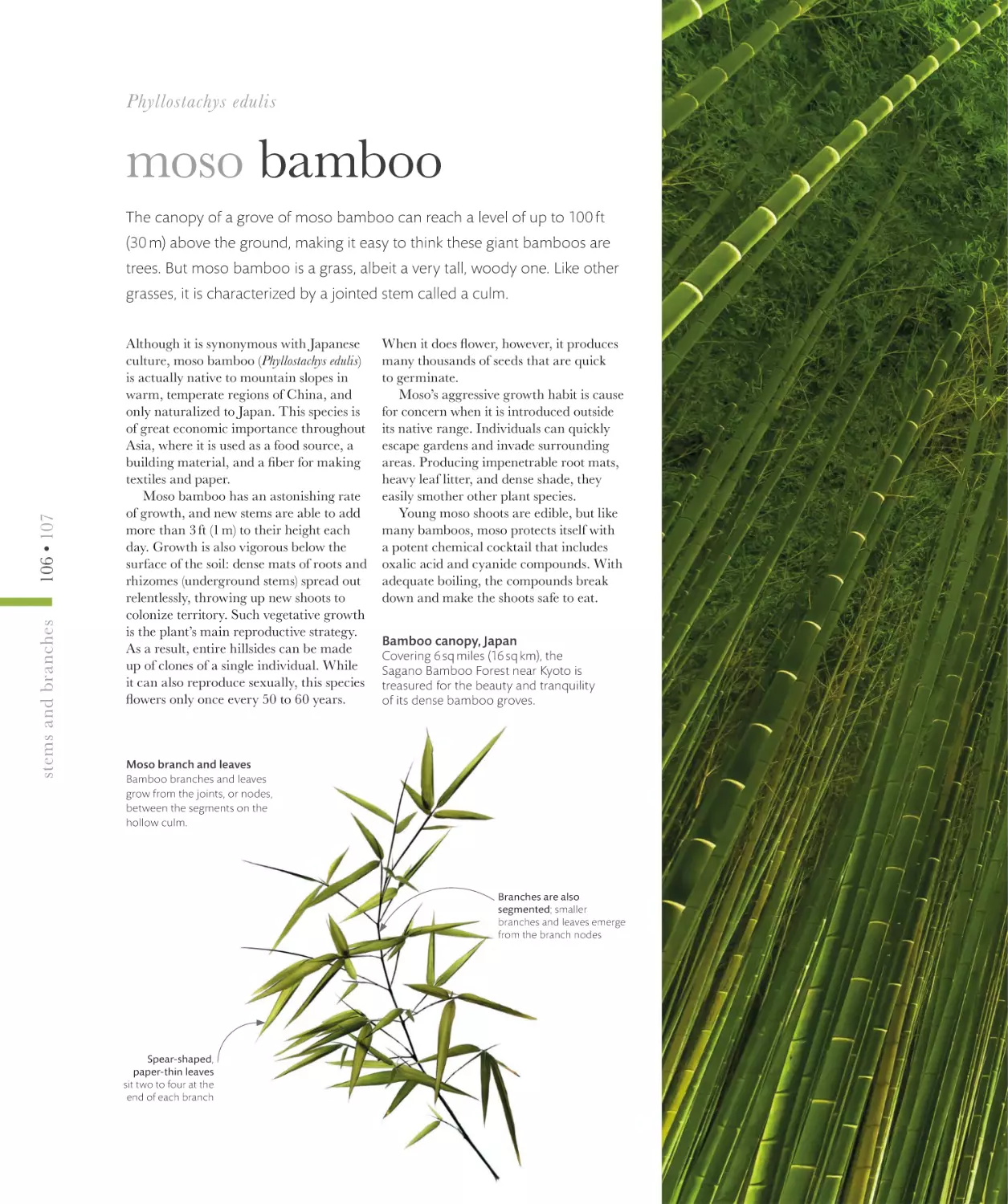 moso bamboo