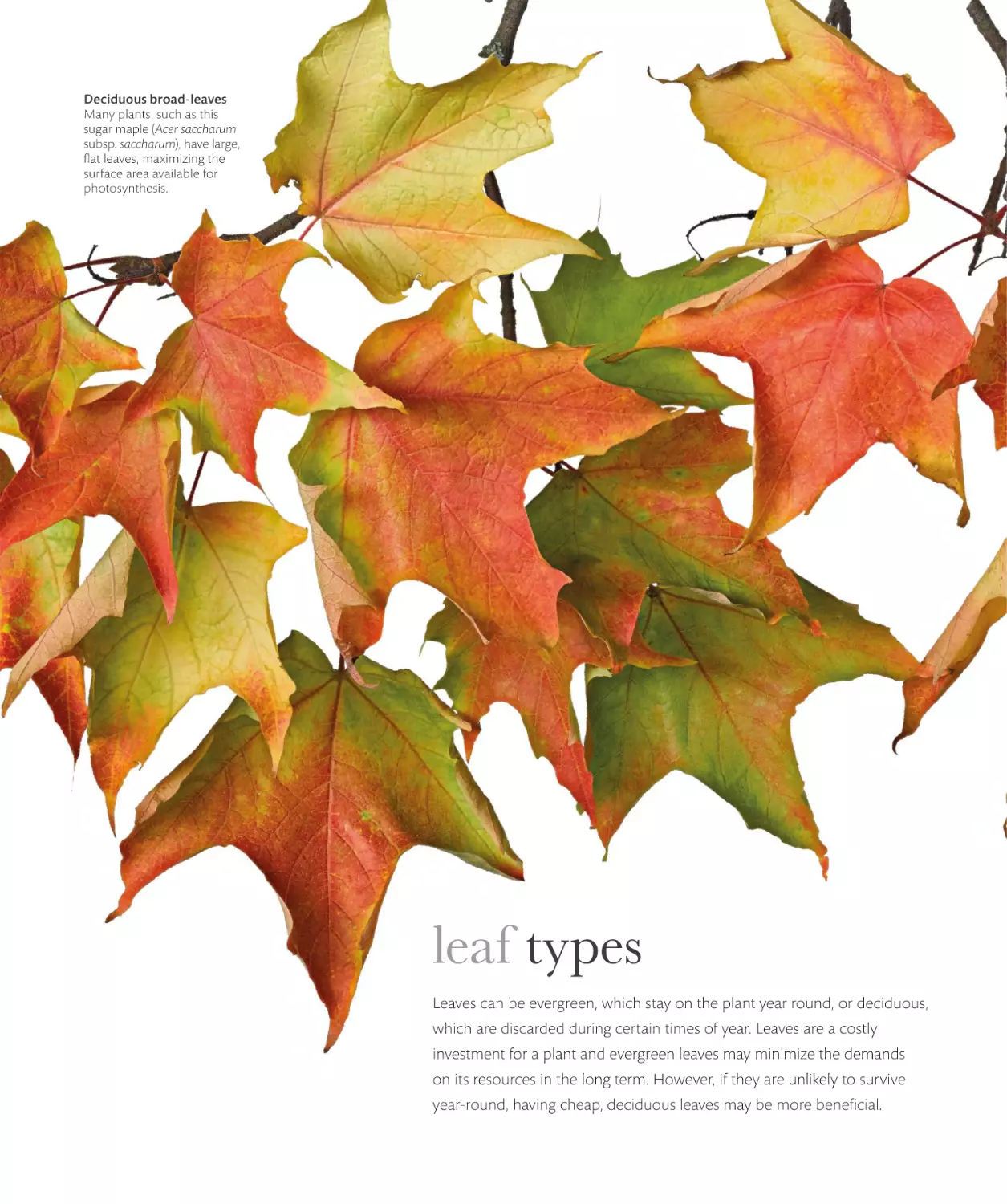 leaf types