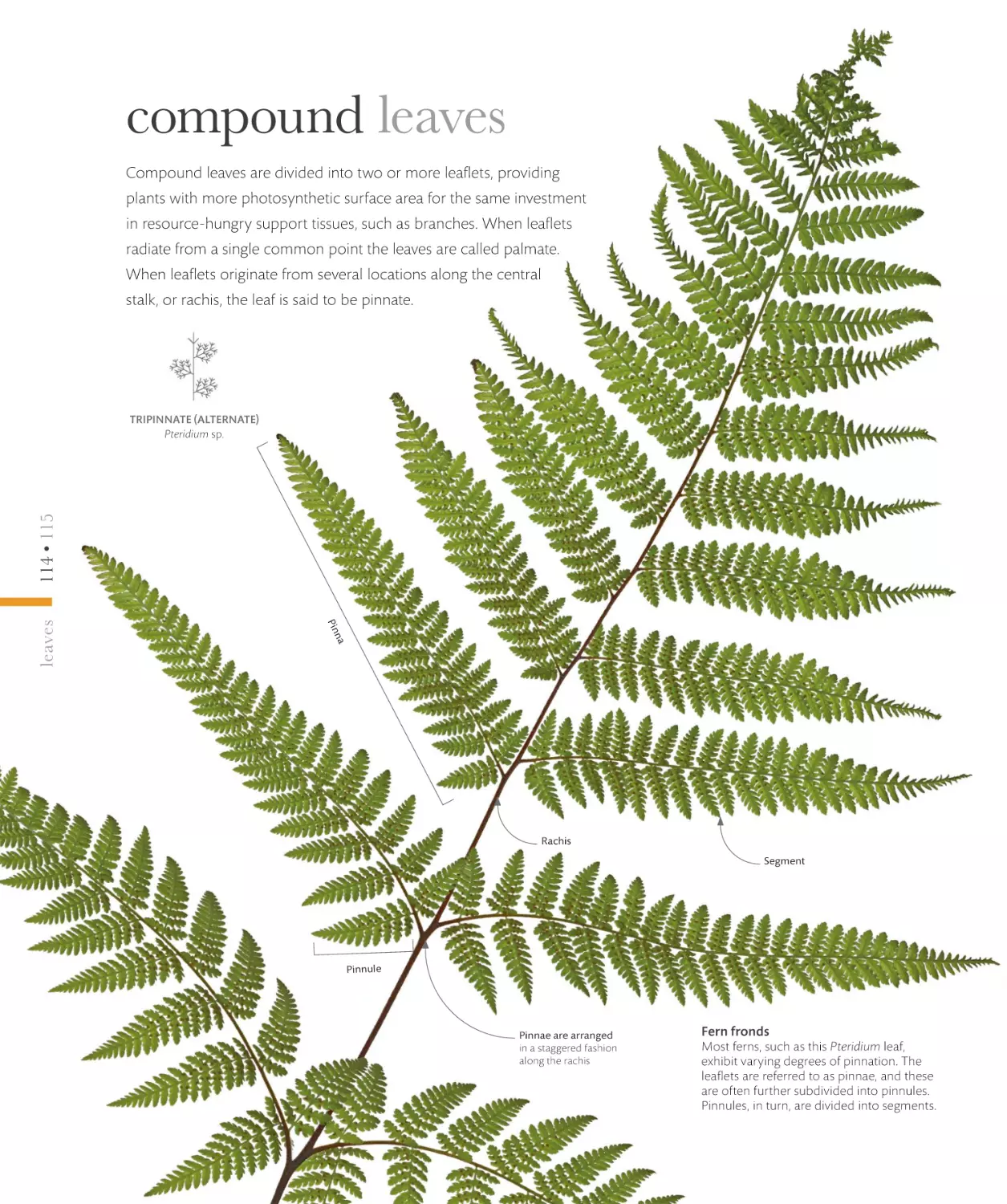 compound leaves