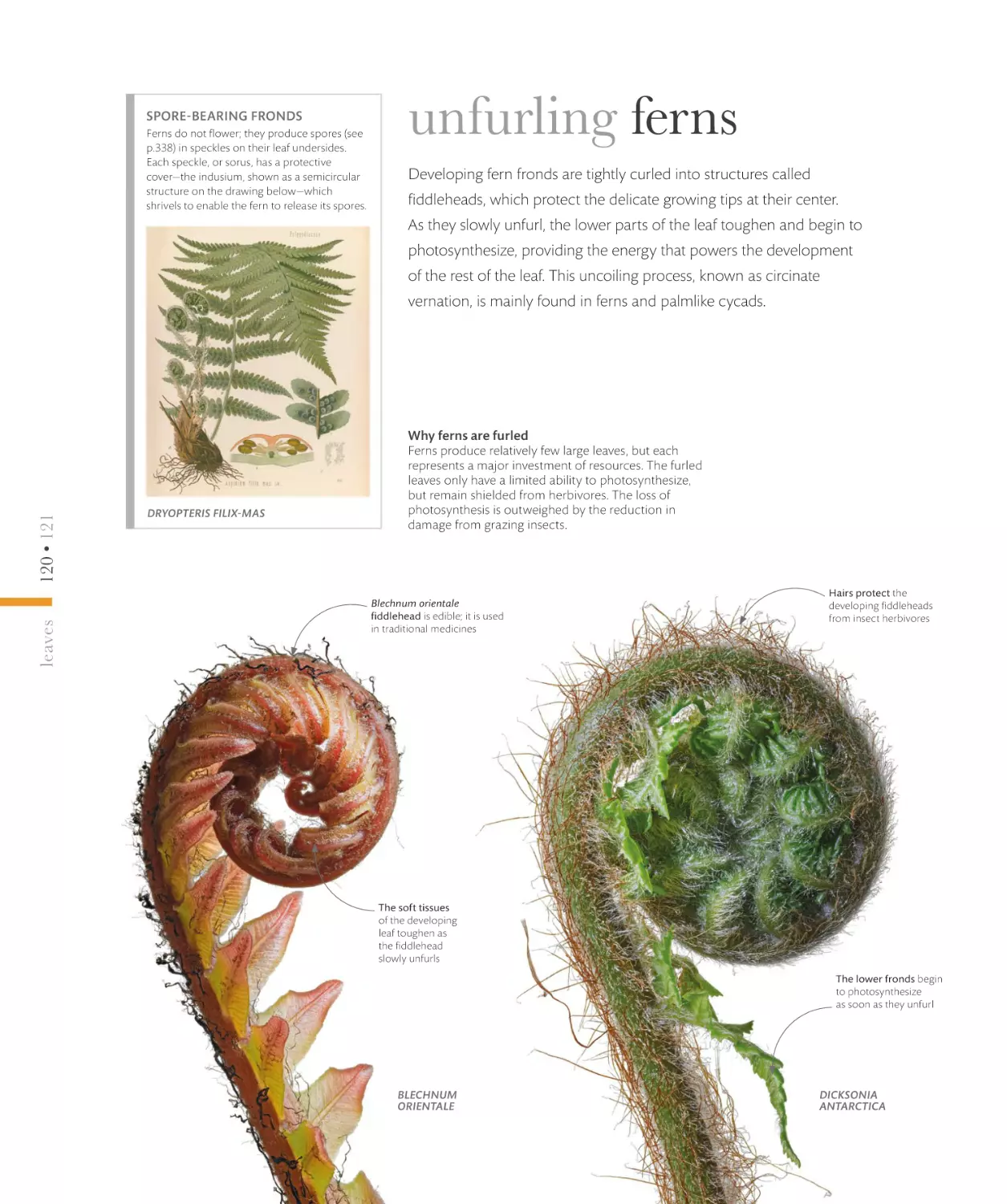 unfurling ferns