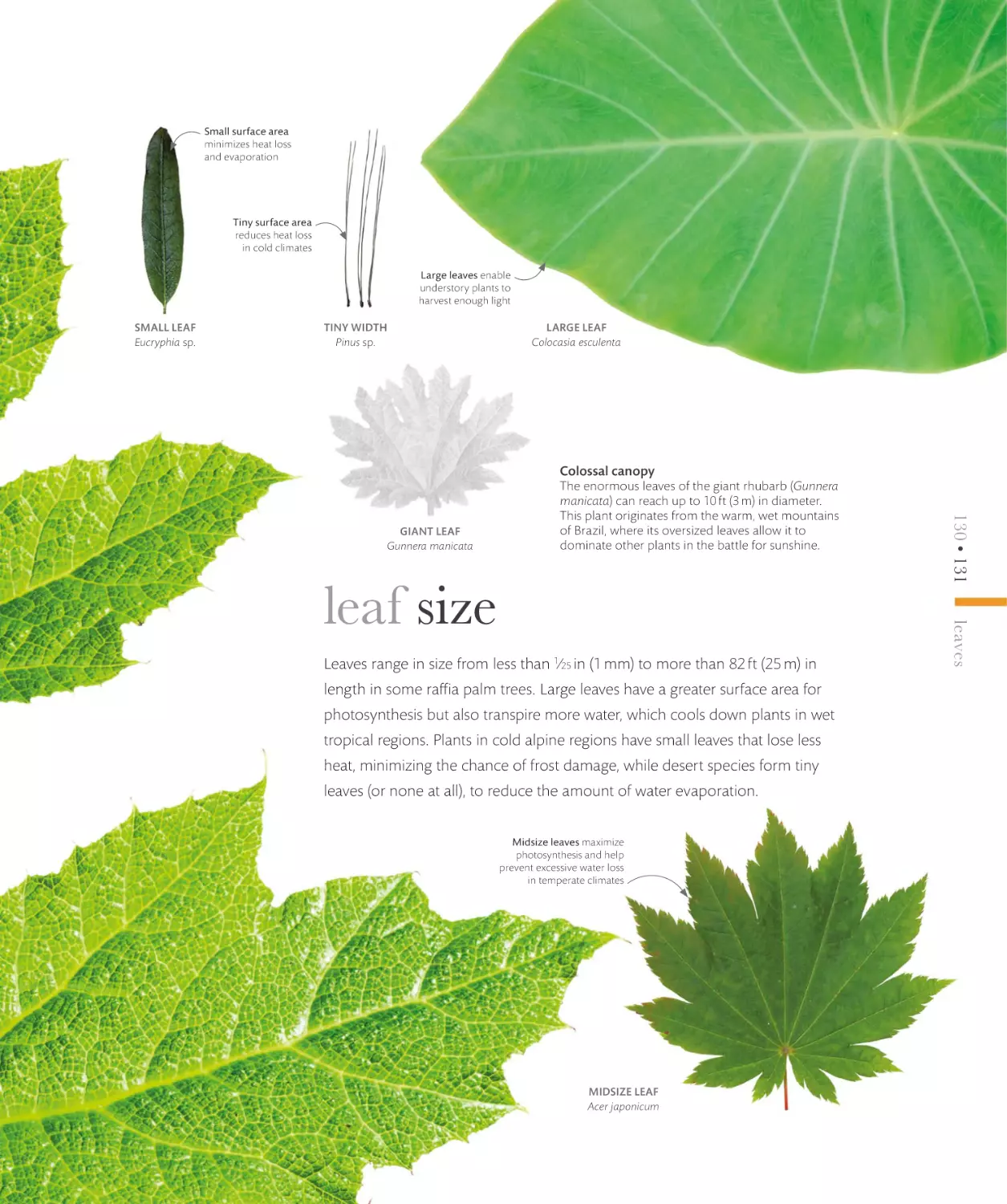 leaf size