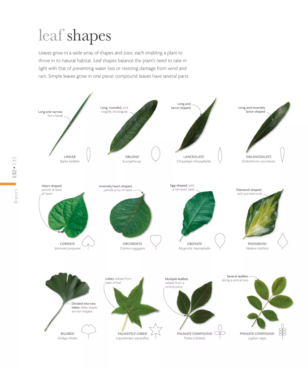 leaf shapes