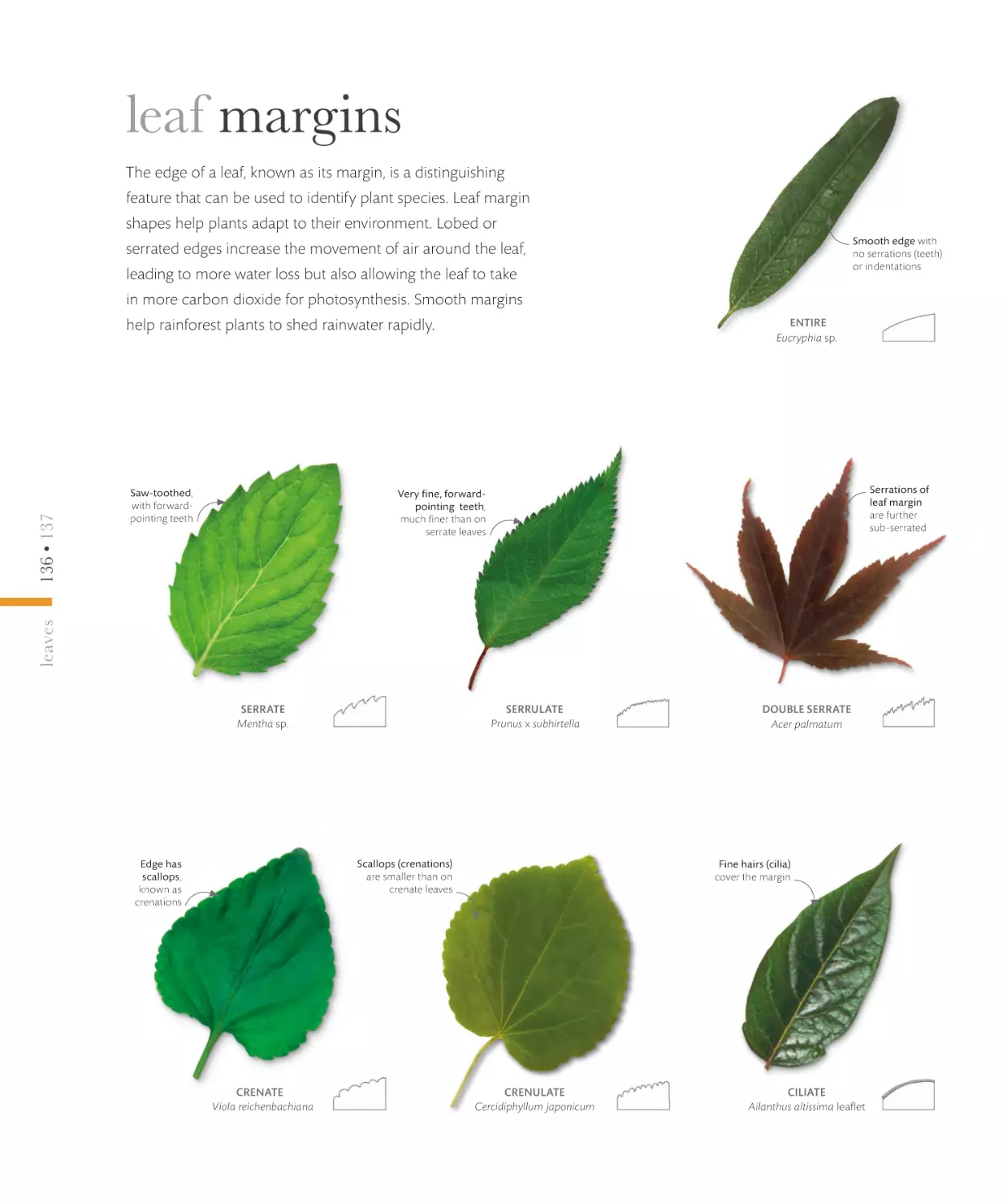 leaf margins