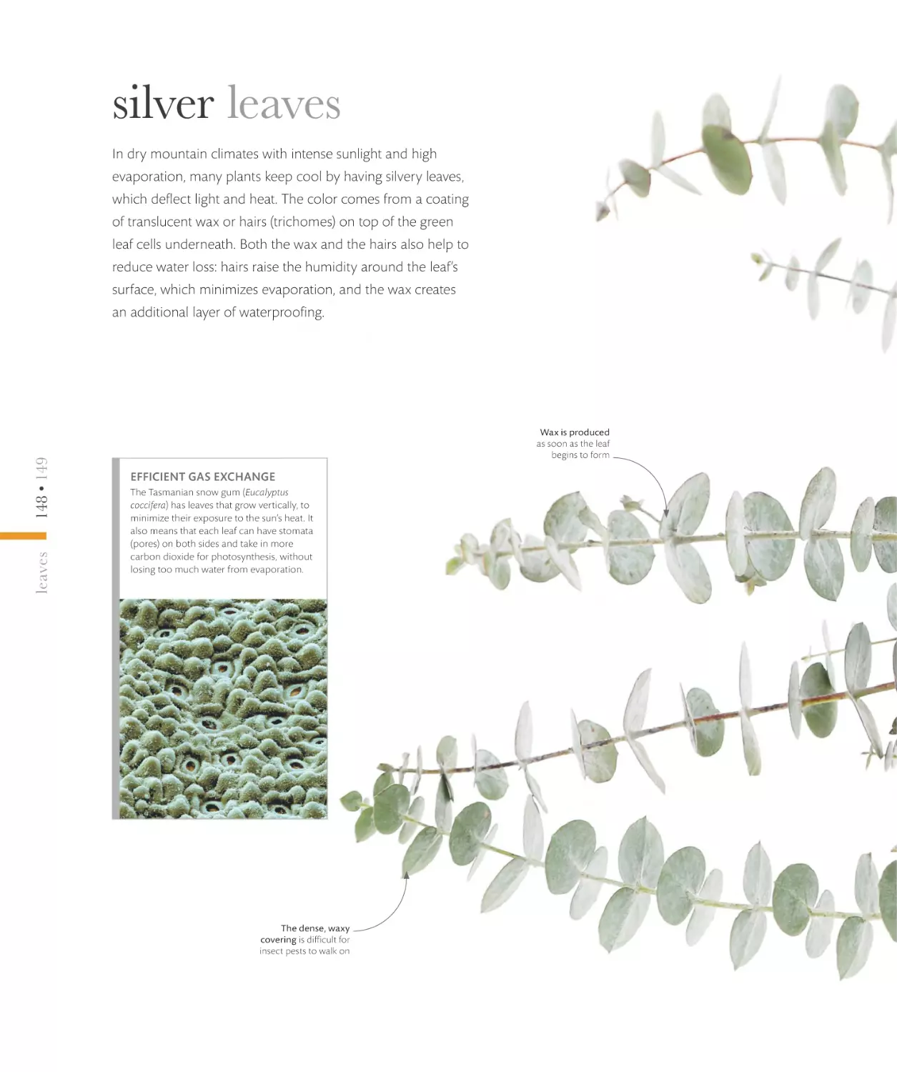 silver leaves