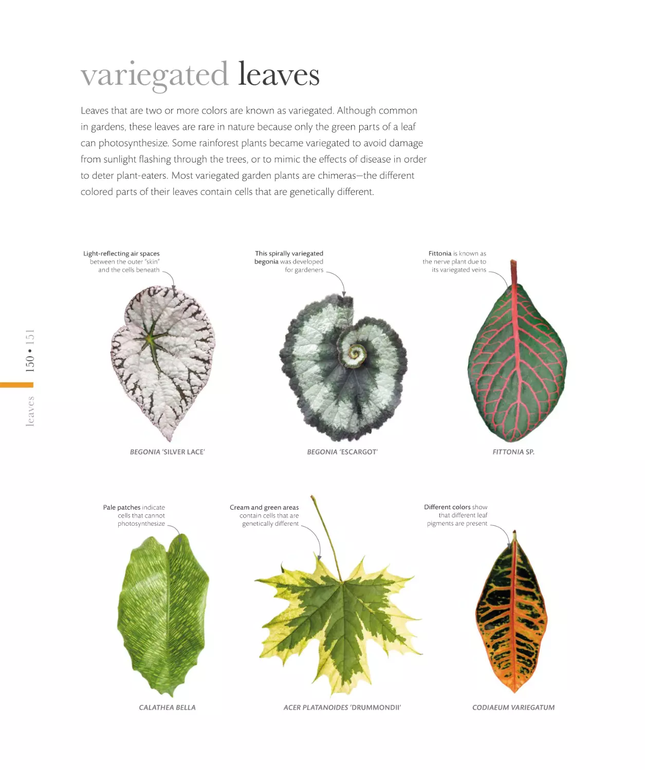 variegated leaves