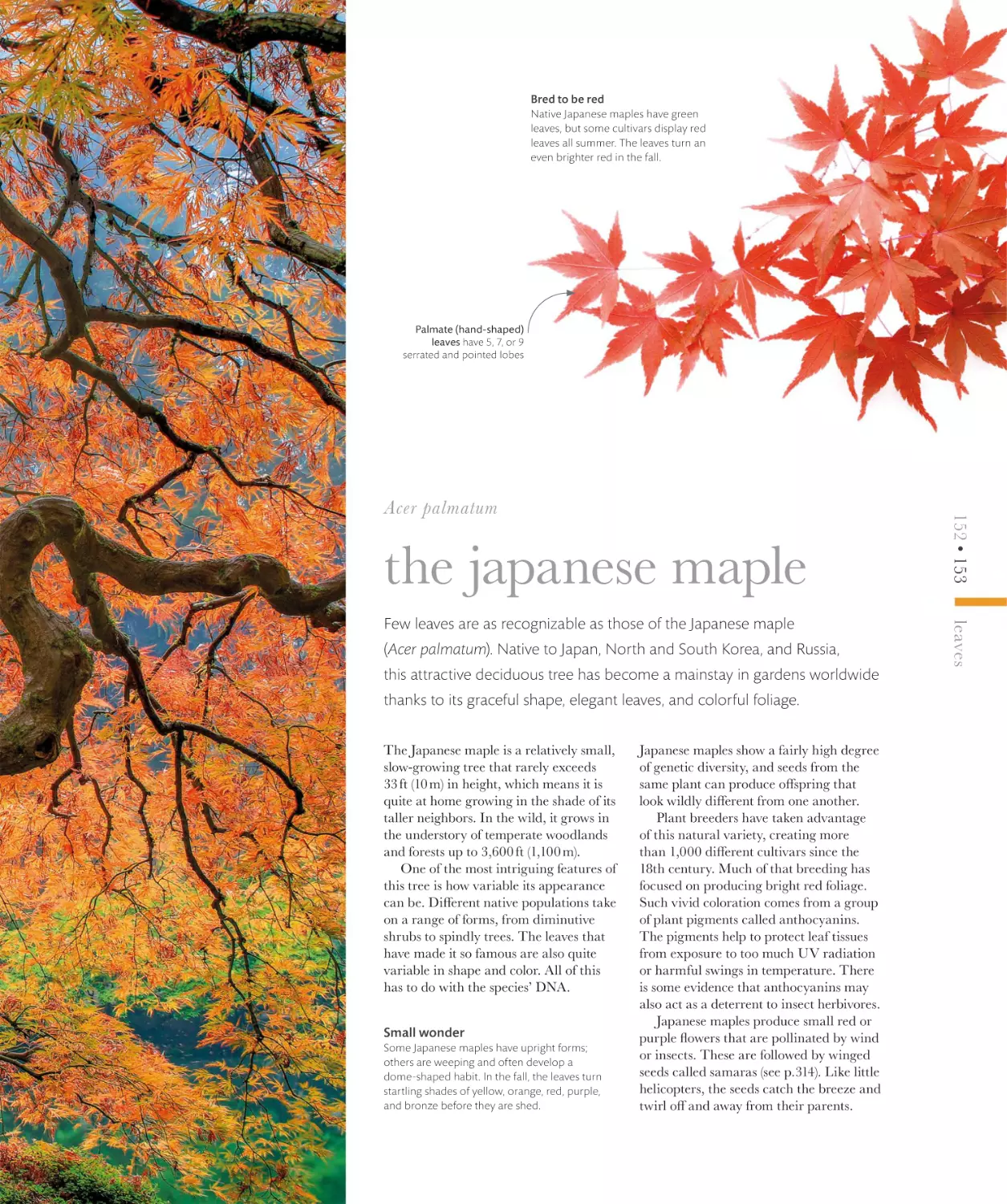 the japanese maple