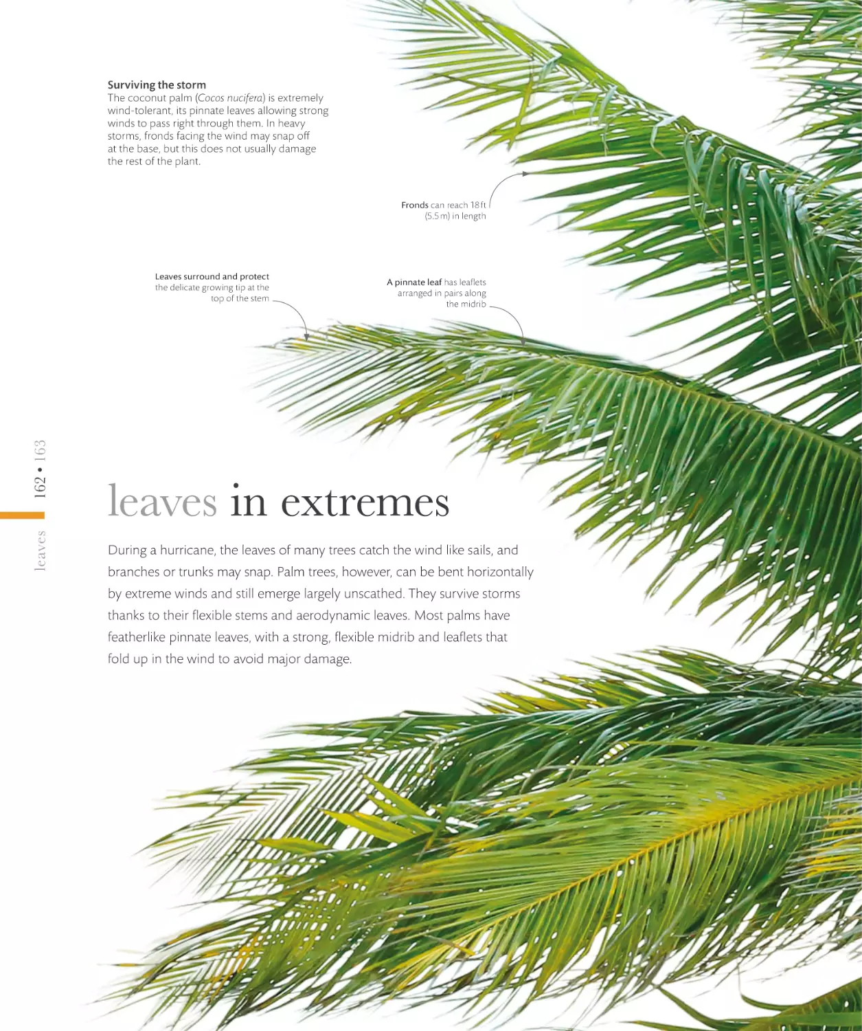 leaves in extremes