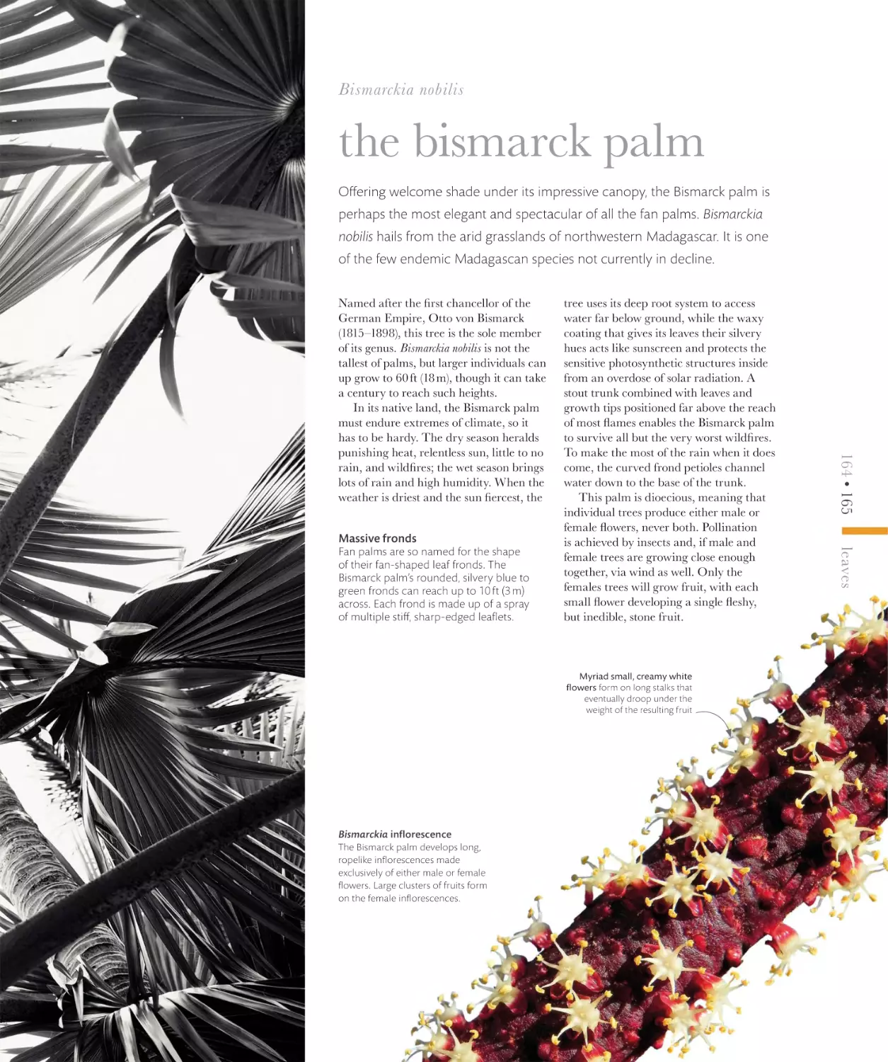 the bismarck palm