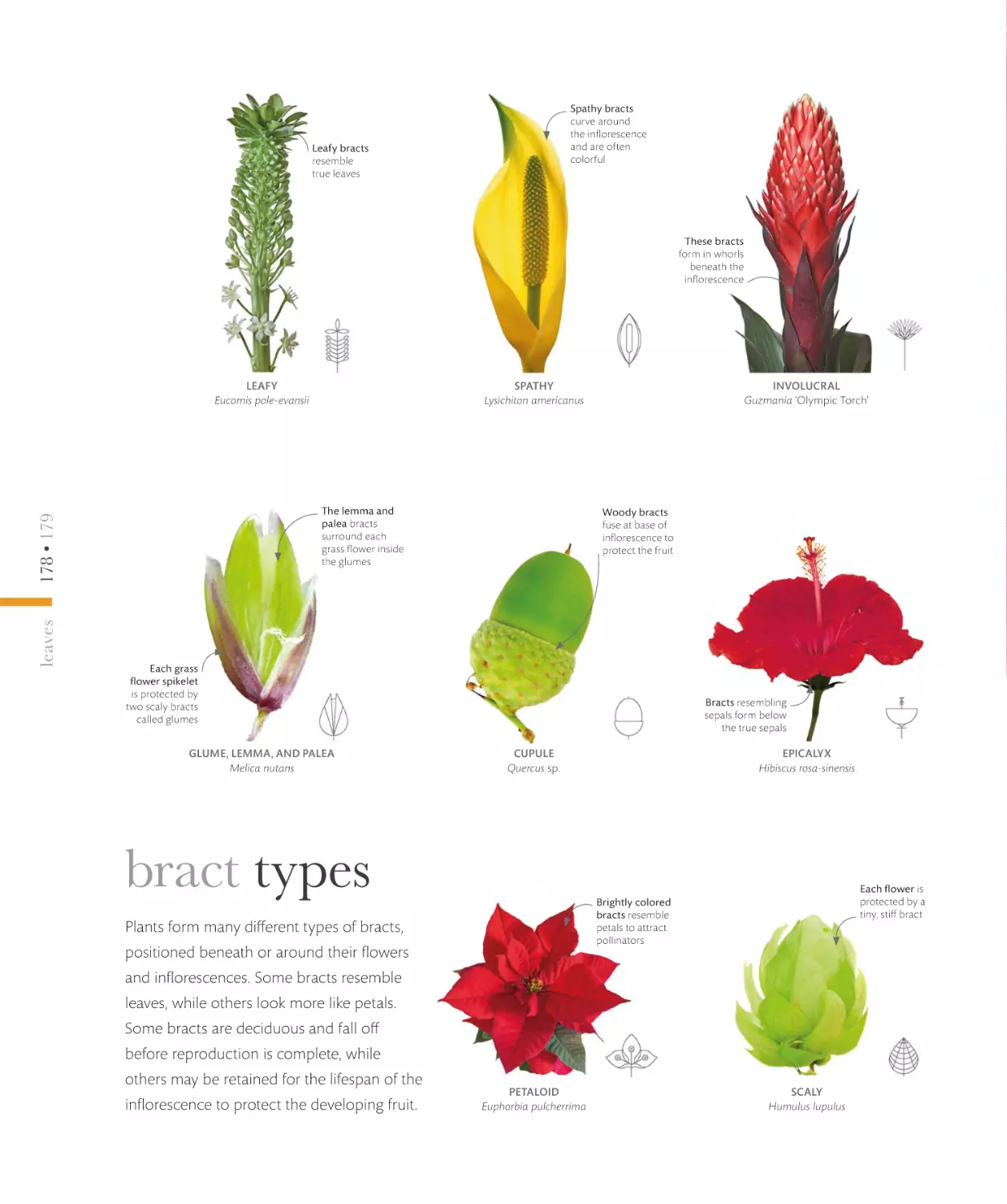 bract types