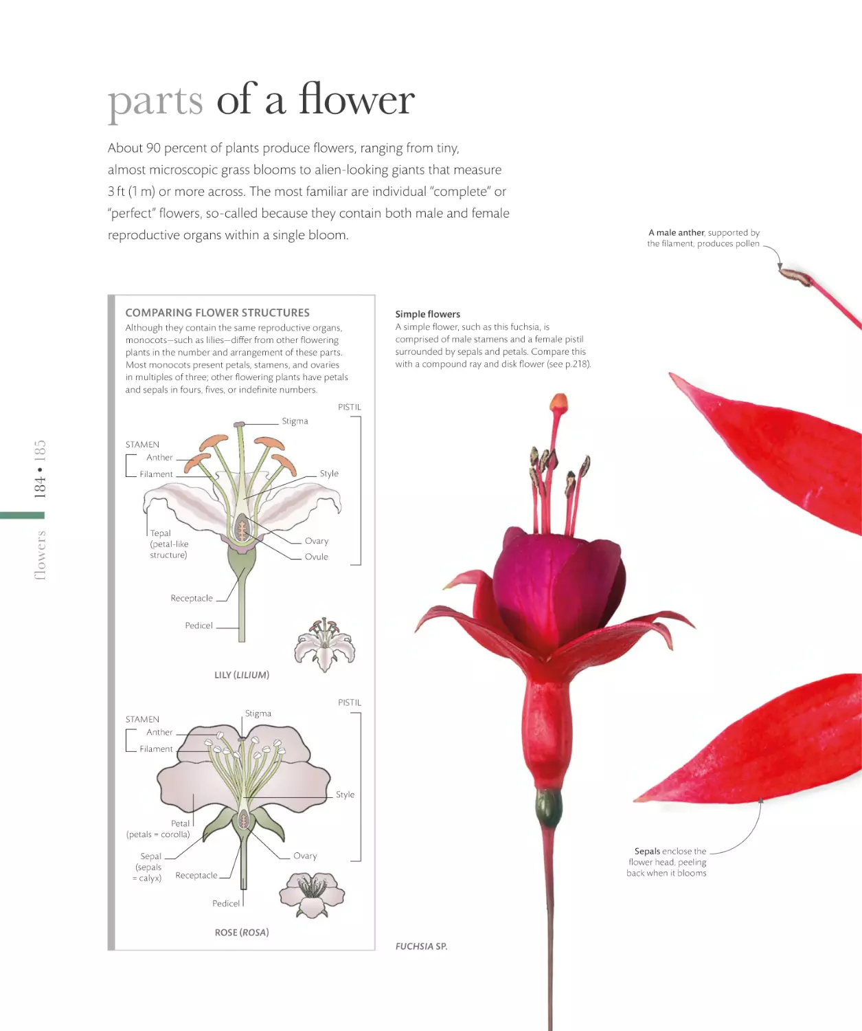 parts of a flower