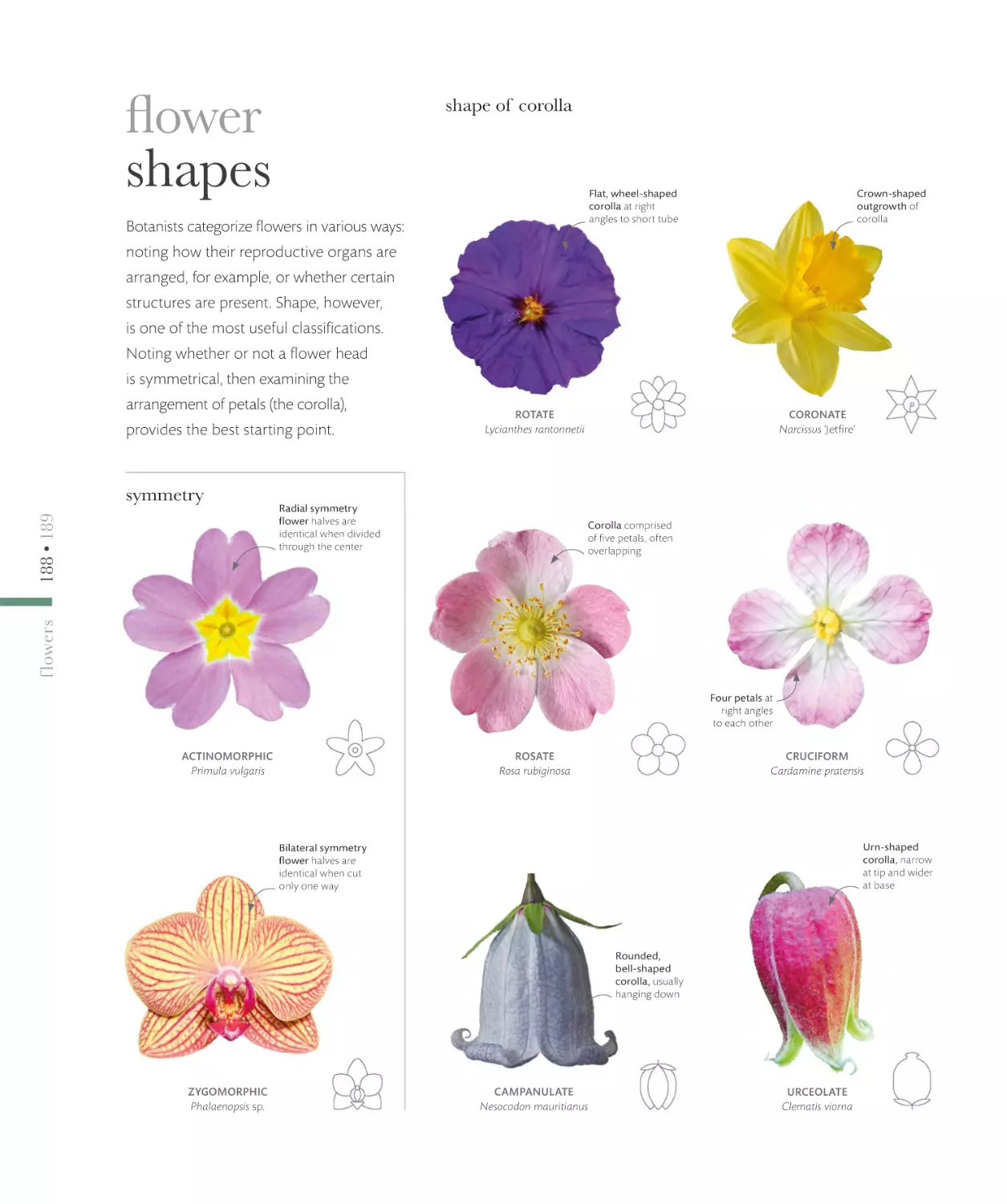 flower shapes