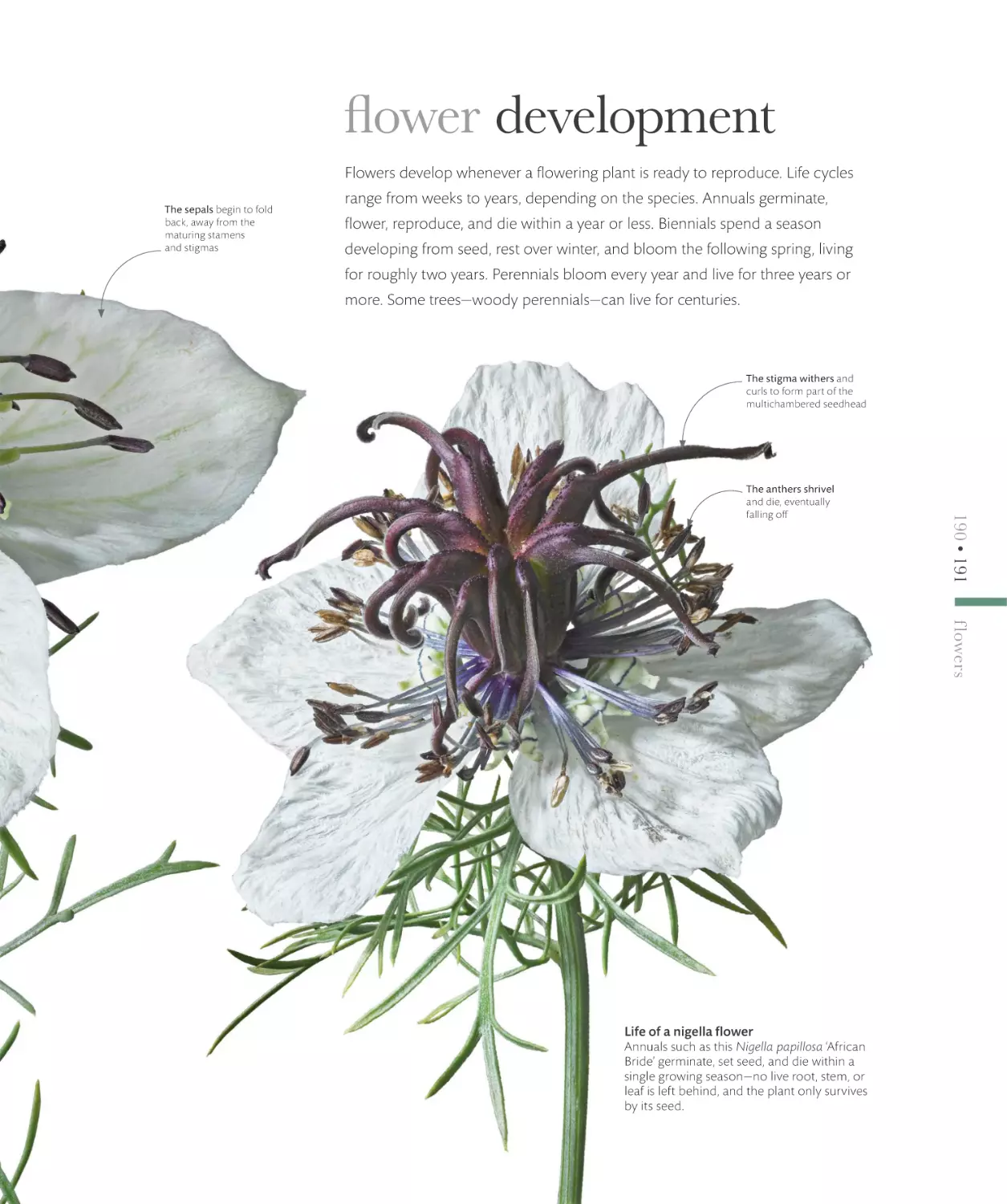 flower development