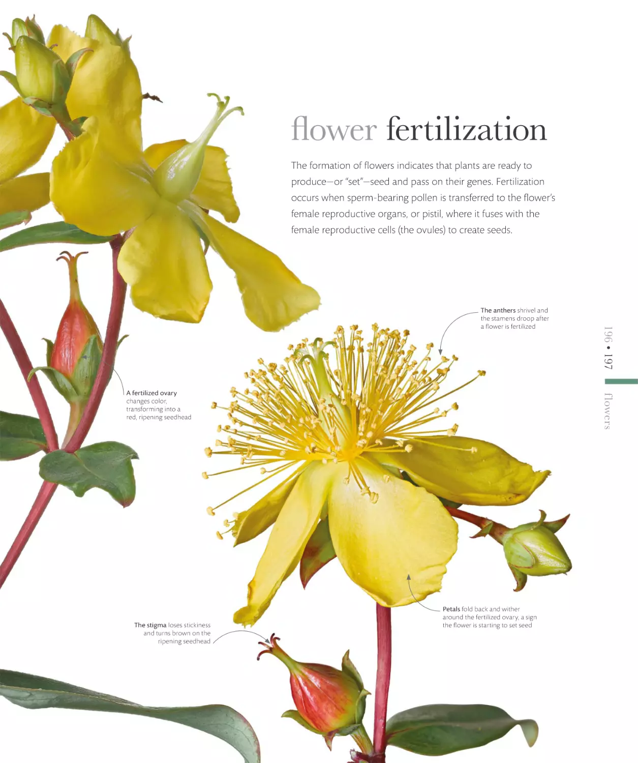 flower fertilization